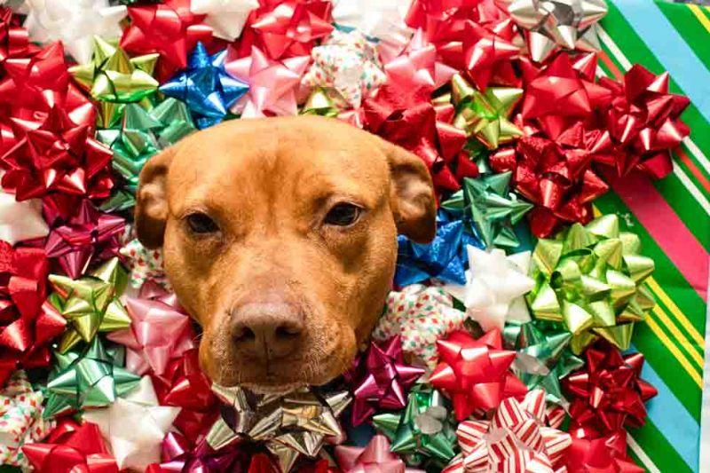 Enlarge Mary Lou, a Adoptable mixed breed in Sanford, FL image 3/6