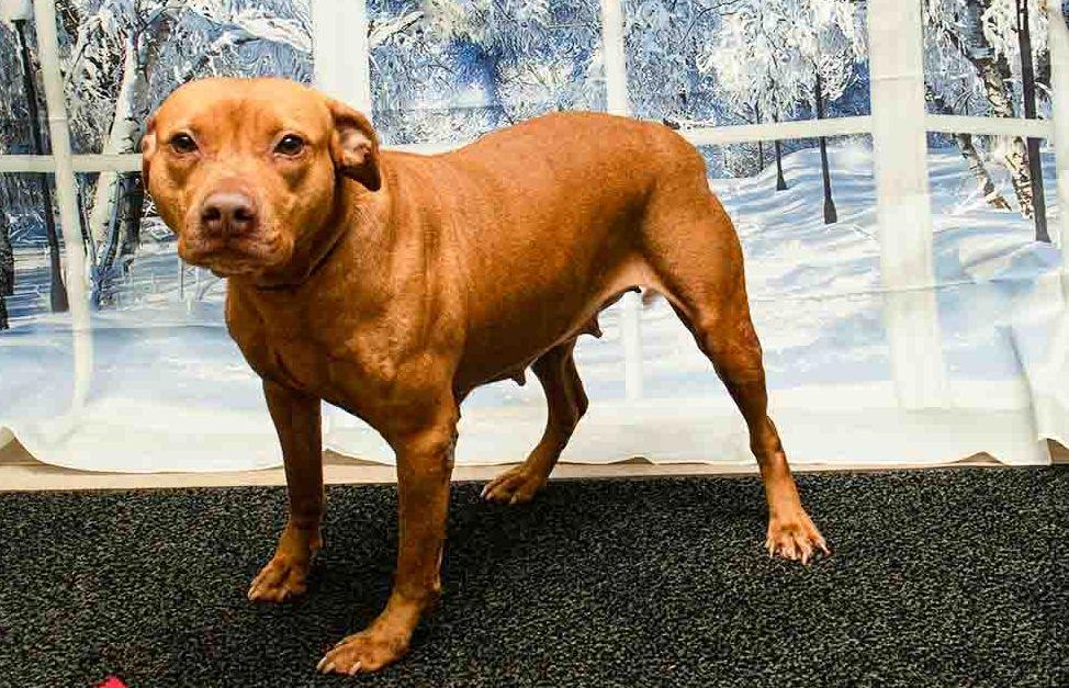 Enlarge Mary Lou, a Adoptable mixed breed in Sanford, FL image 2/6