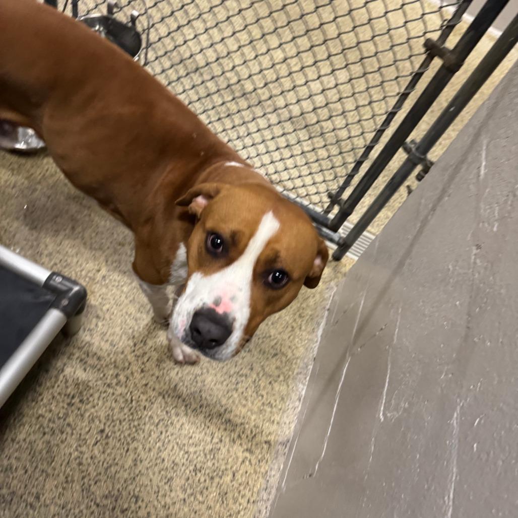 Biscuit, Adoptable, Adult Male Boxer & Beagle.