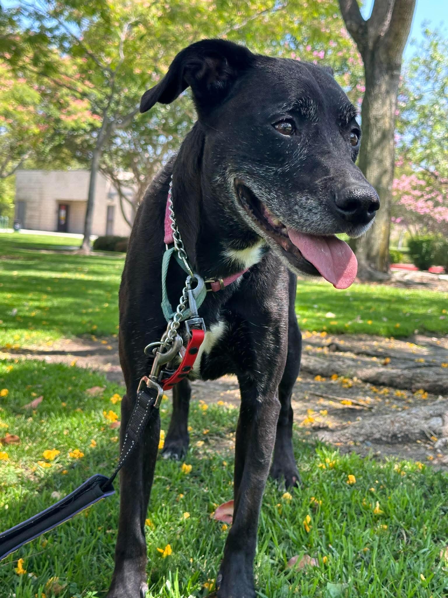 Kippy, Adoptable, Senior Female Labrador Retriever & Pit Bull Terrier.