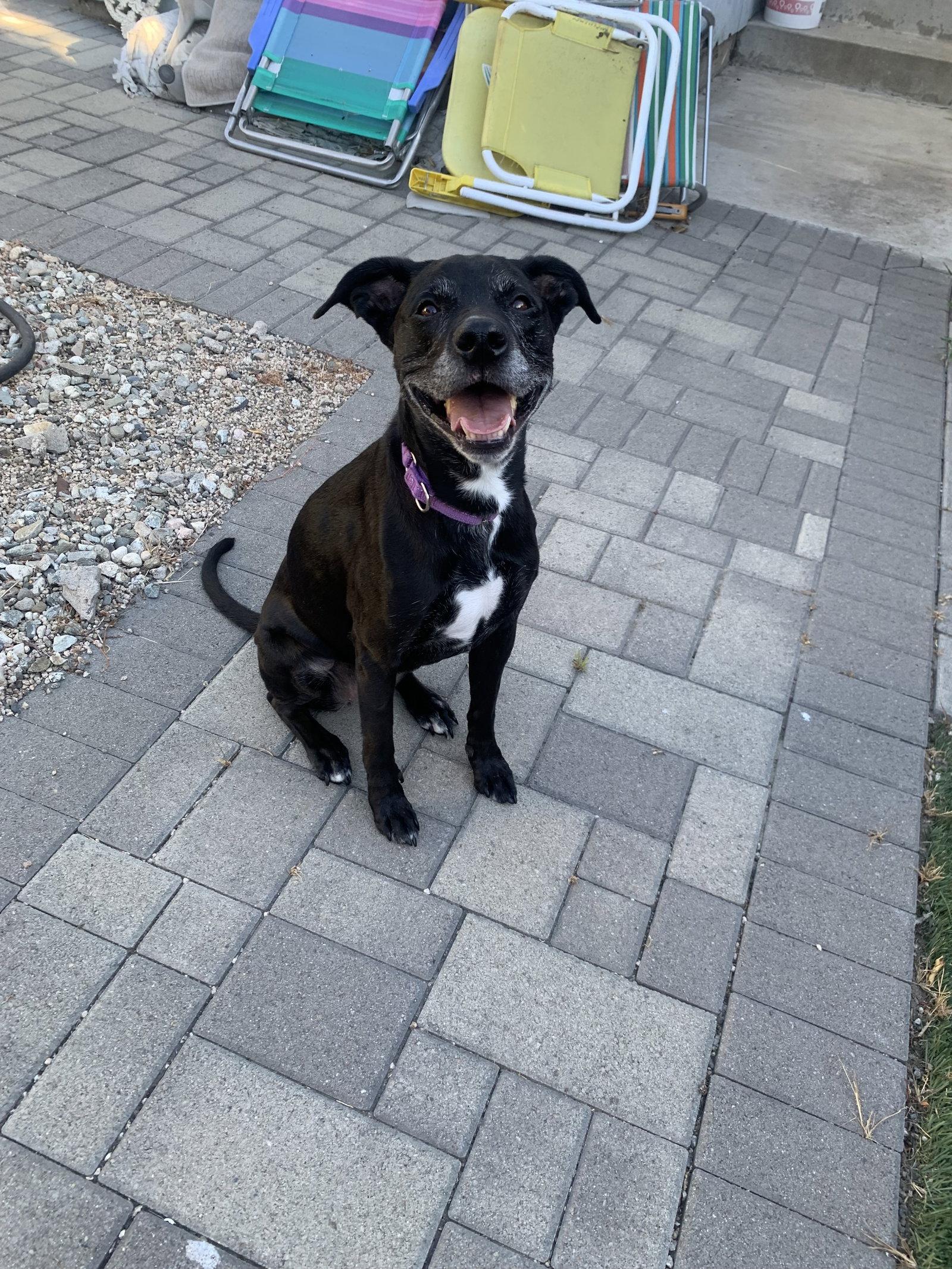 Kippy, a Adoptable mixed breed in San Diego, CA image 2/3