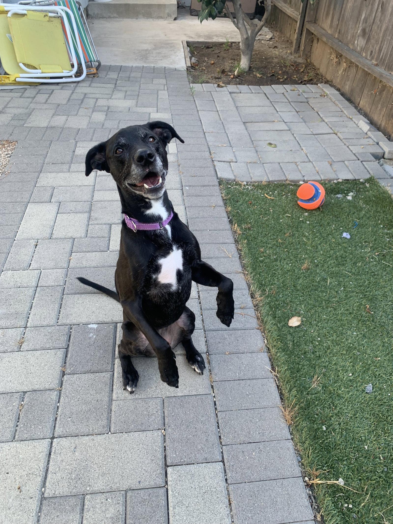 Kippy, a Adoptable mixed breed in San Diego, CA image 3/3