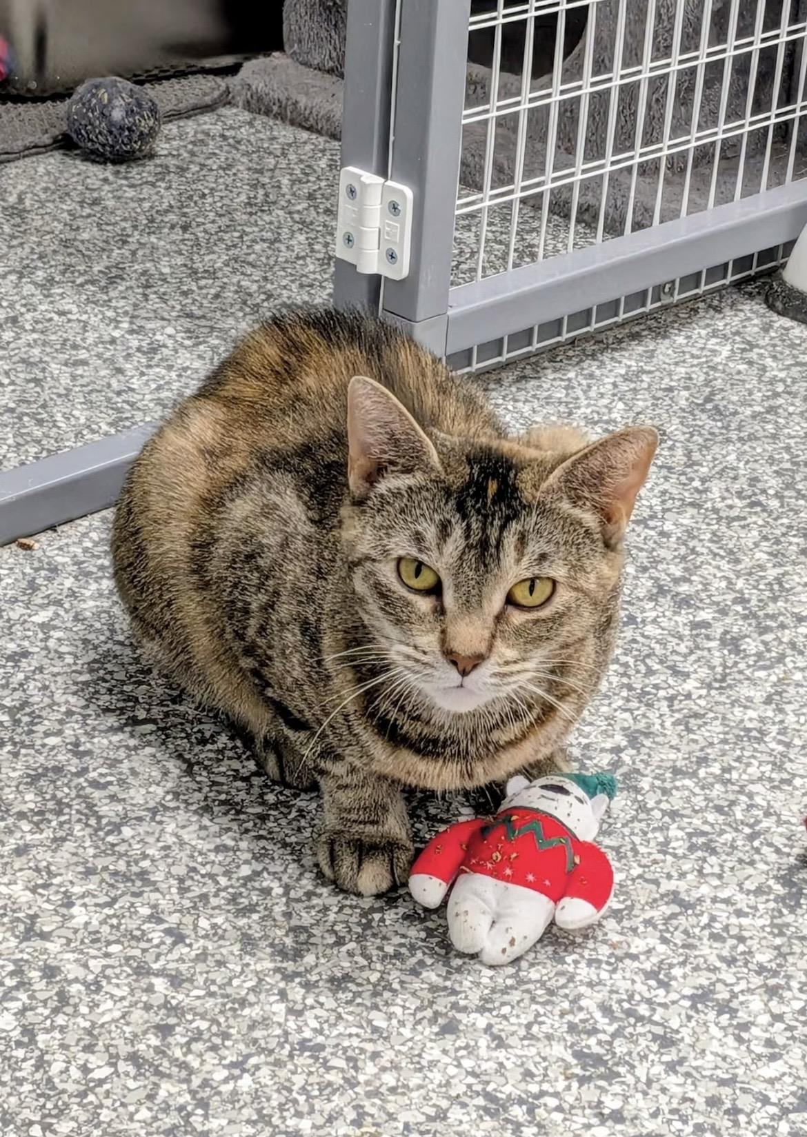 Enlarge Aria, a Adopted Domestic Short Hair in Hudsonville, MI image 2/3