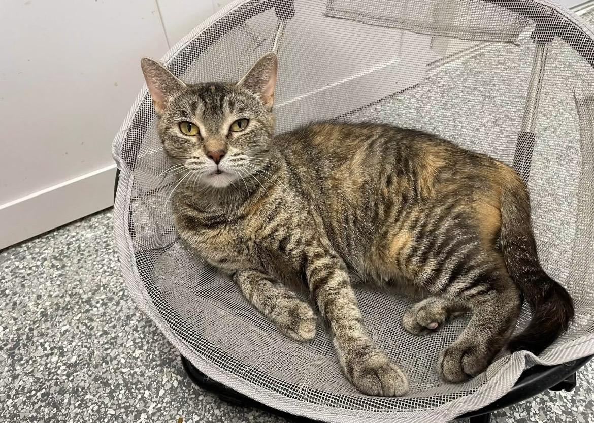 Aria, Adopted, Young Female Domestic Short Hair.