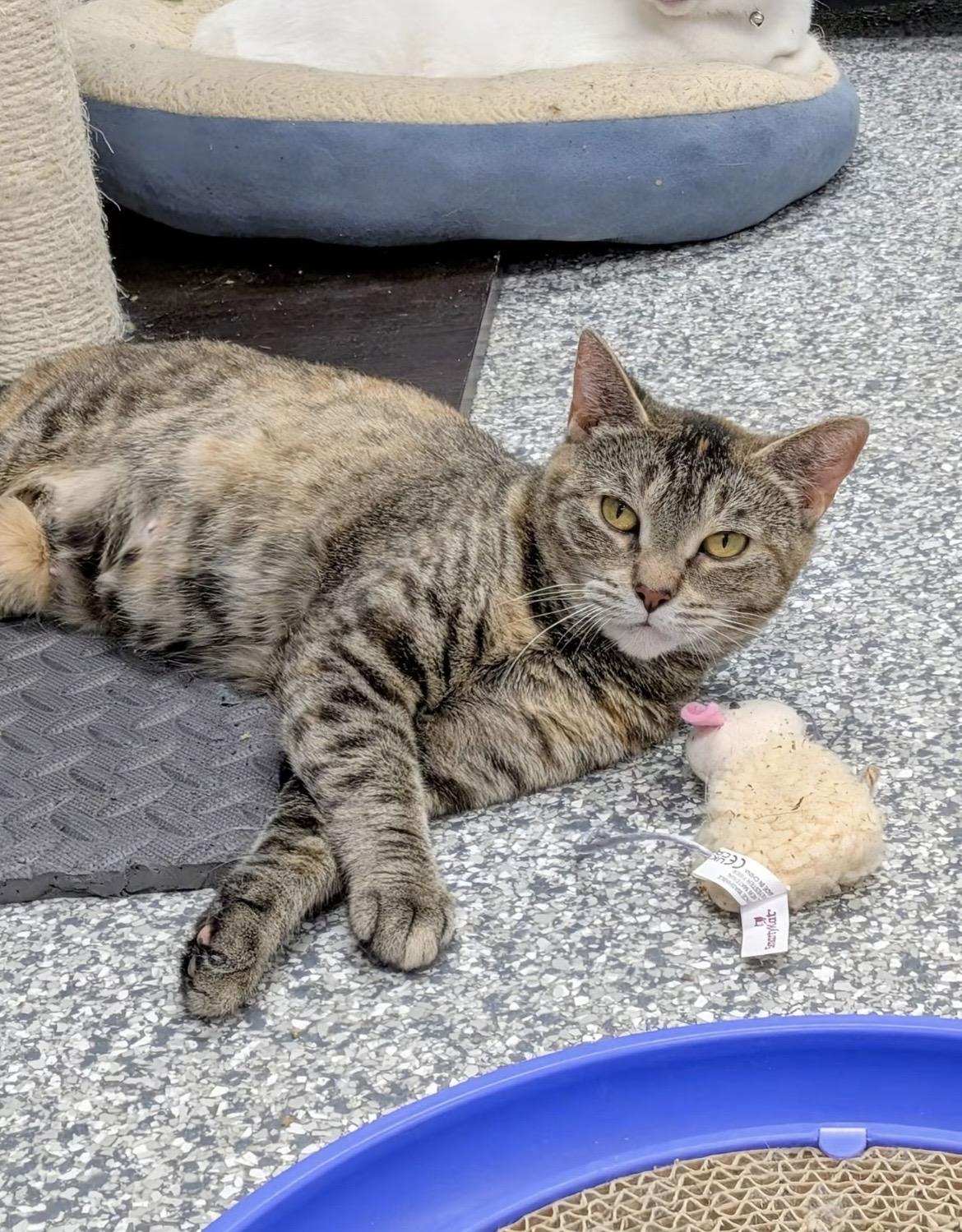 Enlarge Aria, a Adopted Domestic Short Hair in Hudsonville, MI image 3/3