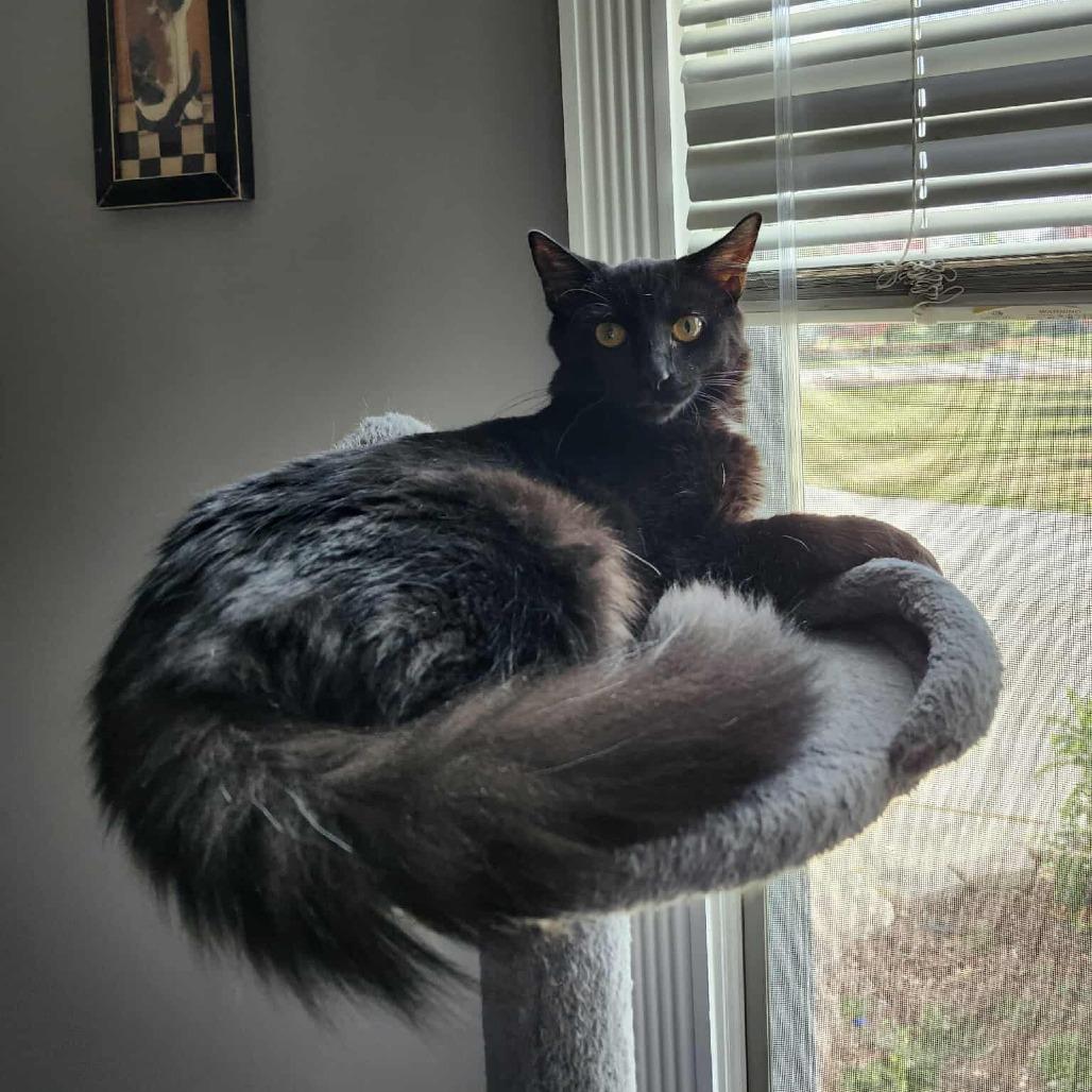 Enlarge Chile, a Adoptable Domestic Long Hair in Plainfield, IL image 1/6