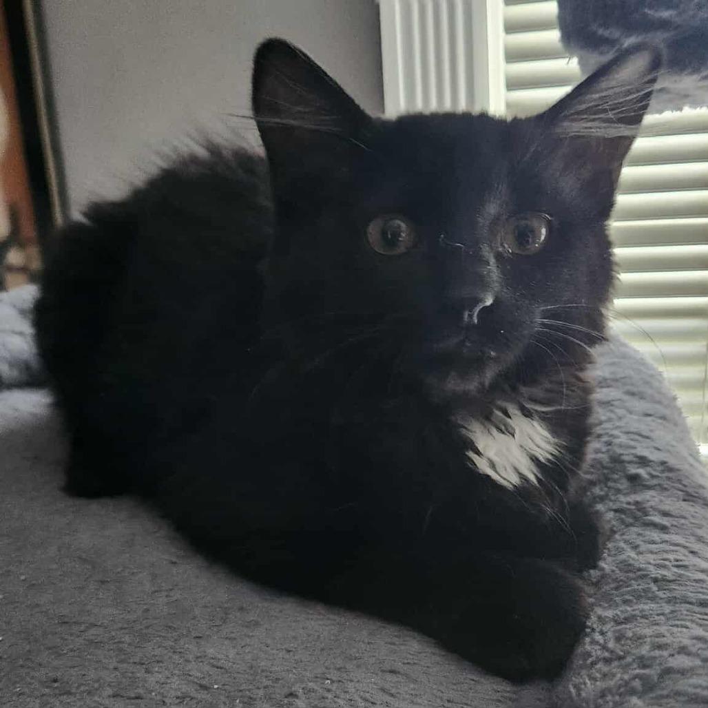 Enlarge Chile, a Adoptable Domestic Long Hair in Plainfield, IL image 2/6
