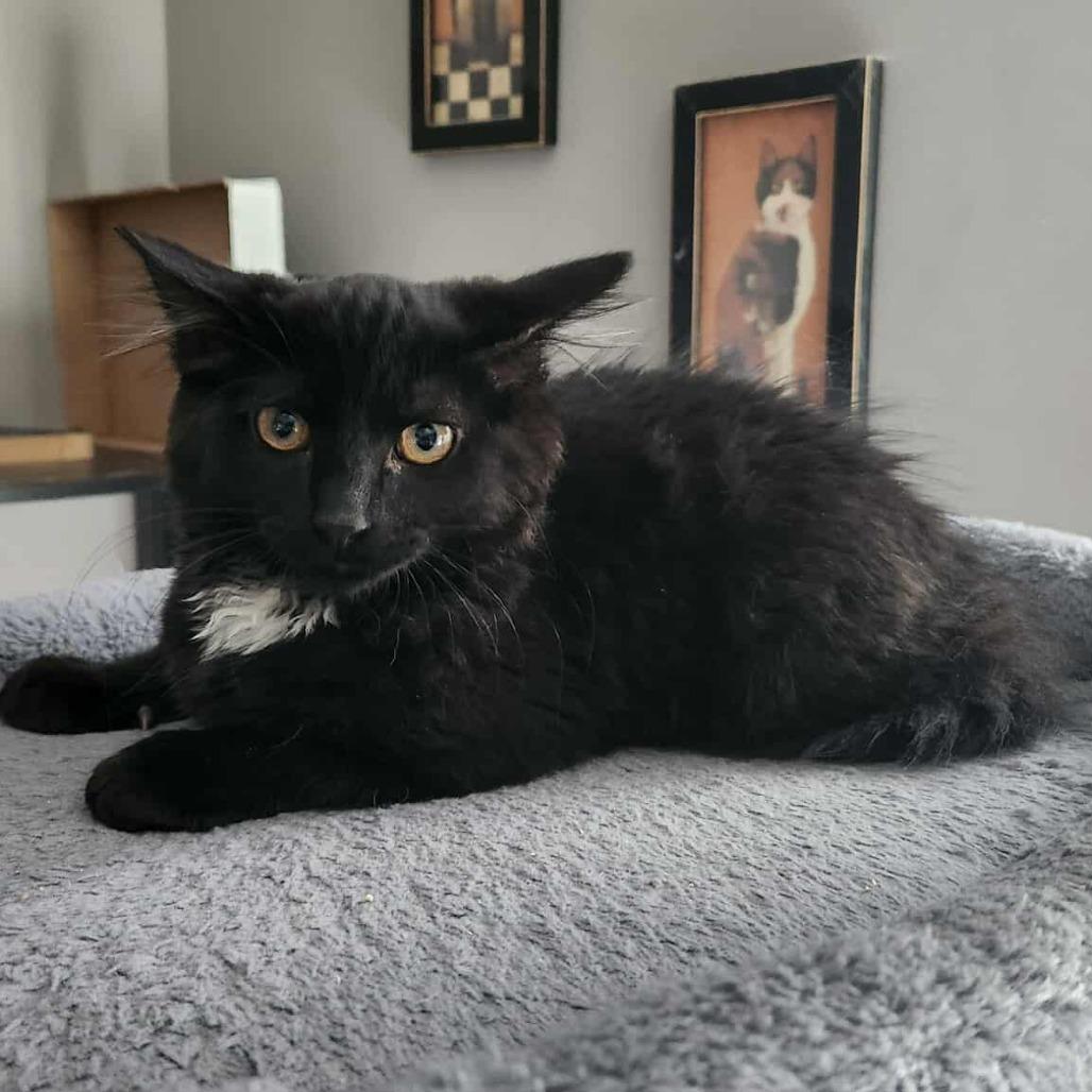 Enlarge Chile, a Adoptable Domestic Long Hair in Plainfield, IL image 3/6