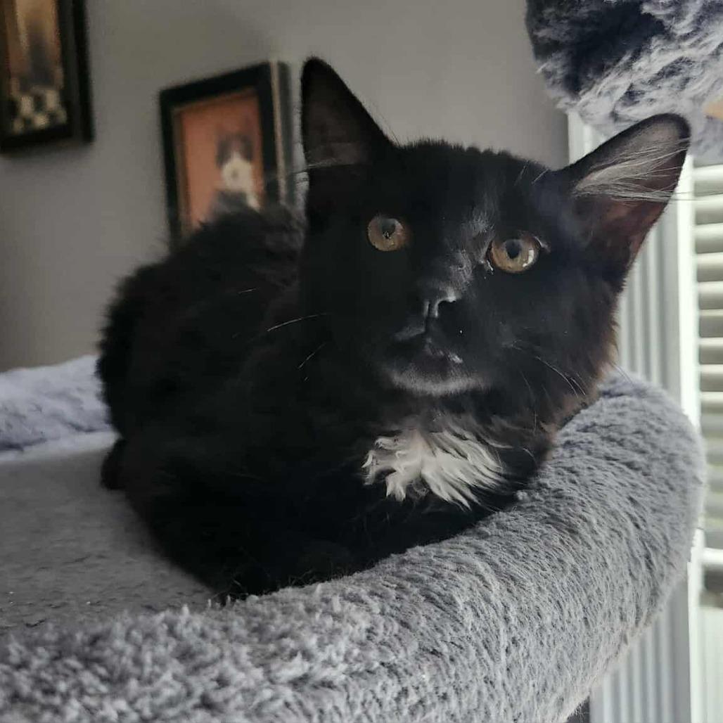 Enlarge Chile, a Adoptable Domestic Long Hair in Plainfield, IL image 4/6