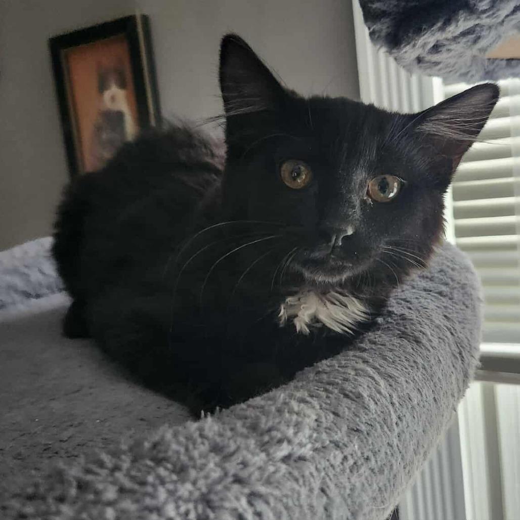 Enlarge Chile, a Adoptable Domestic Long Hair in Plainfield, IL image 5/6