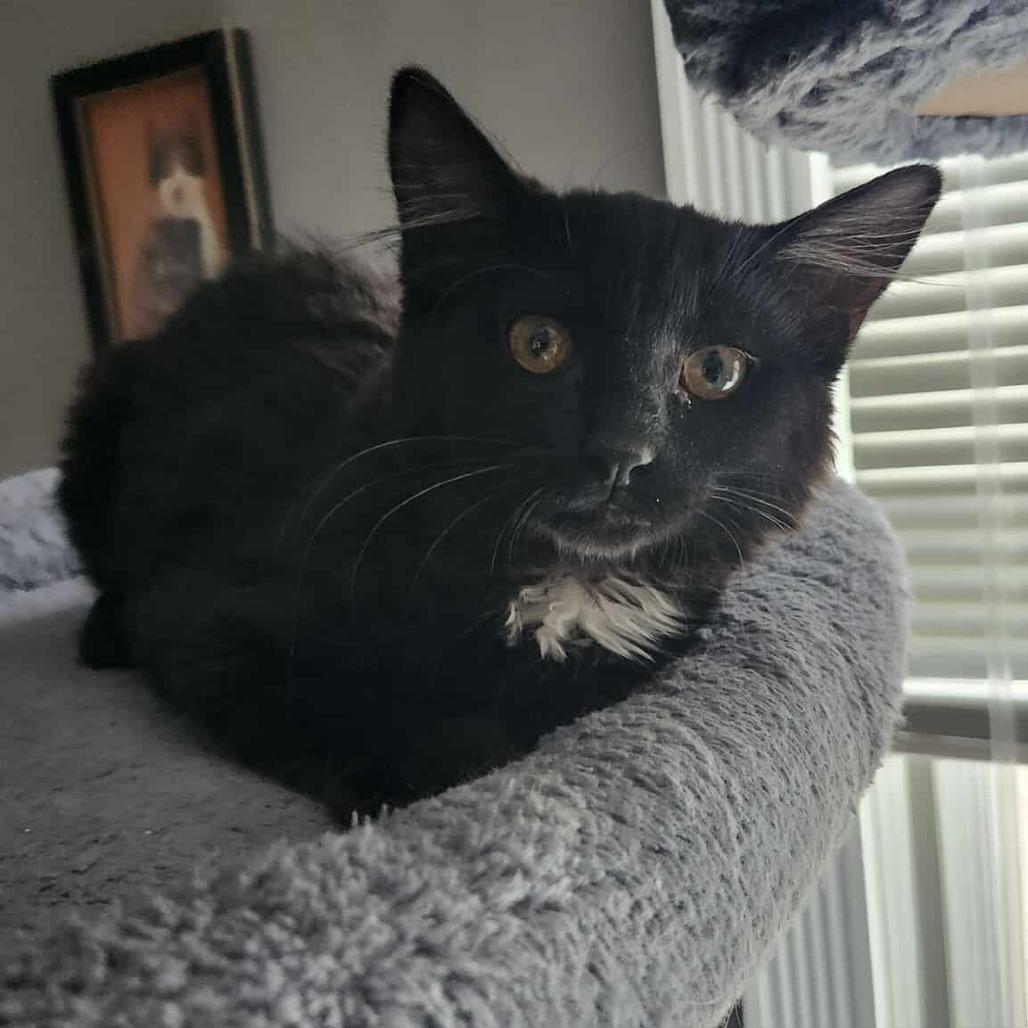 Enlarge Chile, a Adoptable Domestic Long Hair in Plainfield, IL image 6/6