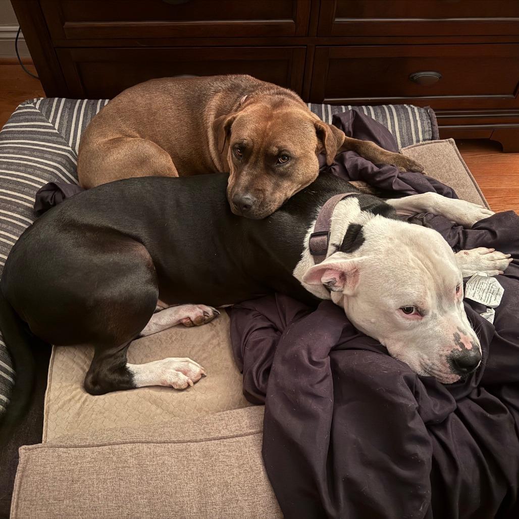 Miss Lily A thumbnail 4