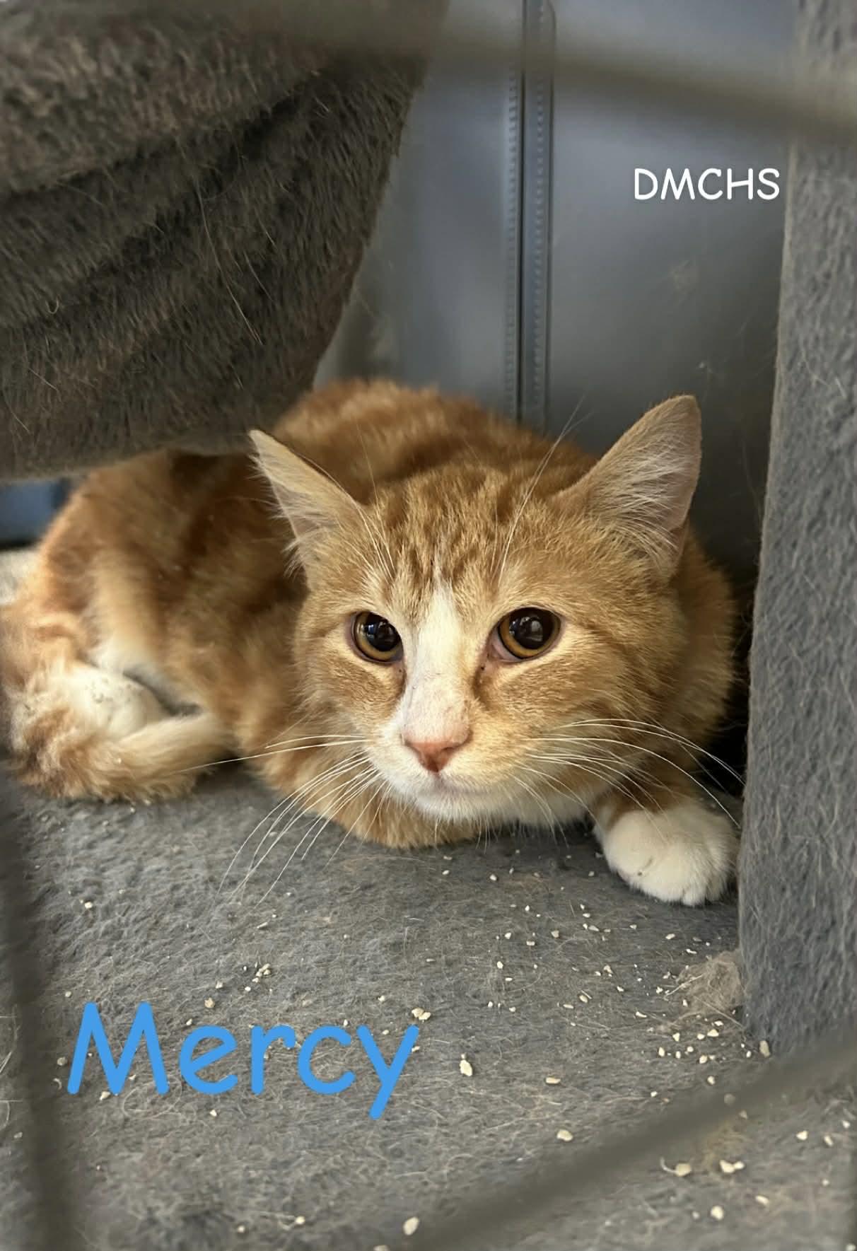 Mercy, Adoptable, Young Male Domestic Short Hair.