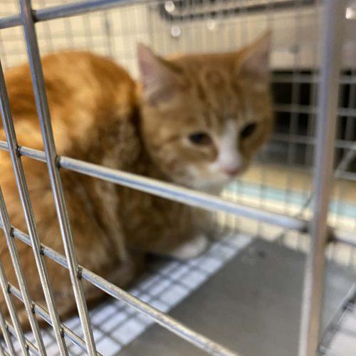 Mercy, Adoptable, Kitten Male Domestic Short Hair.