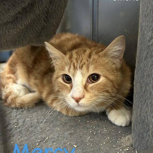 Enlarge Mercy, a Adoptable Domestic Short Hair in Burlington, IA image 2/2