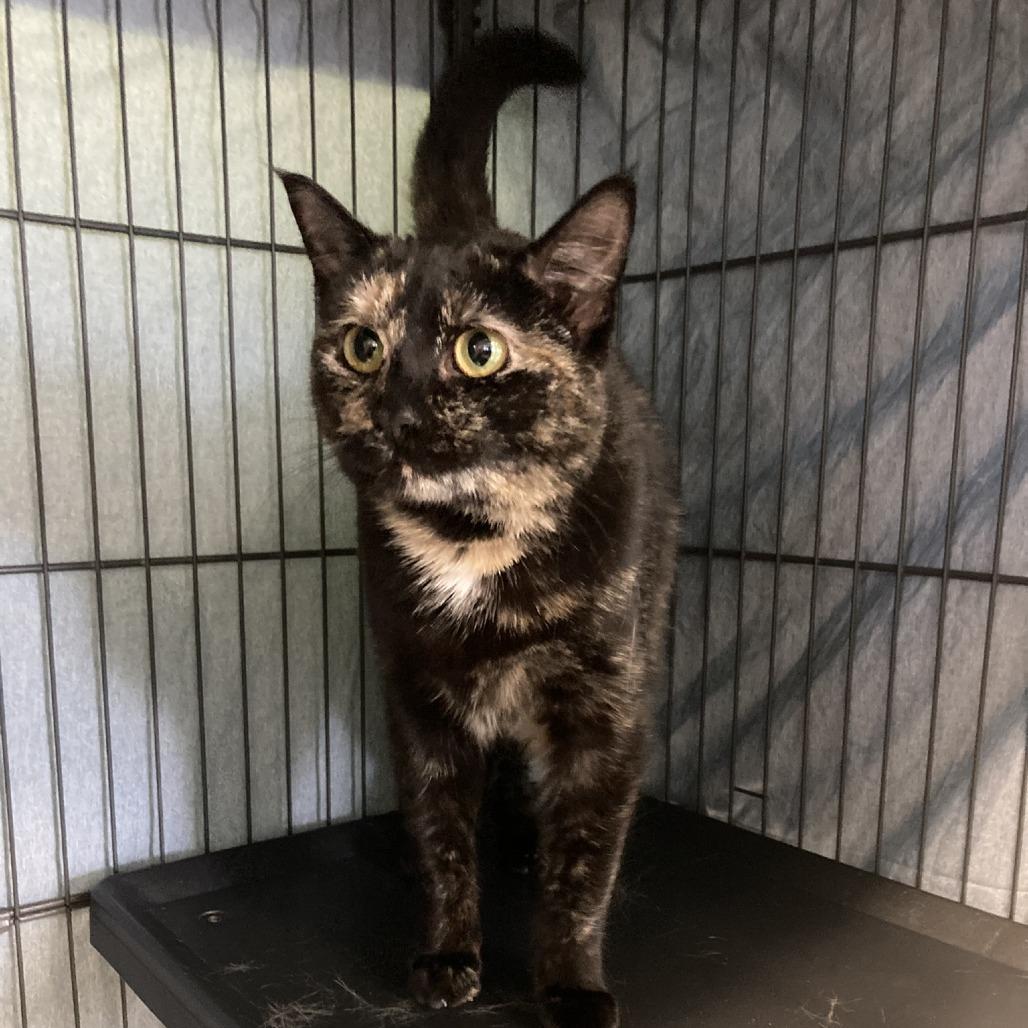 Persia, Adoptable, Adult Female Domestic Short Hair.