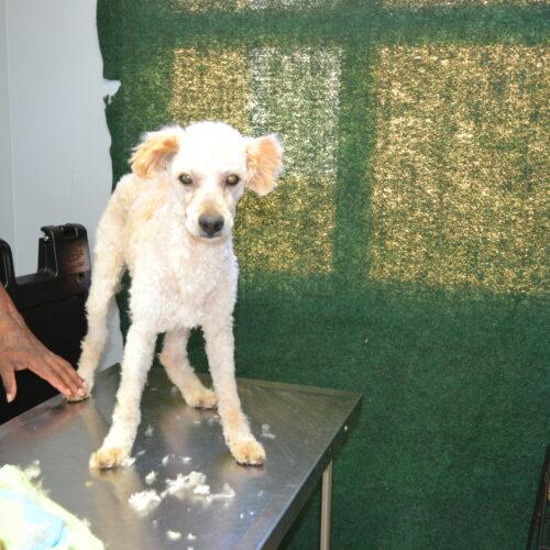 Enlarge Kyle, a Adoptable mixed breed in Jackson, LA image 1/2
