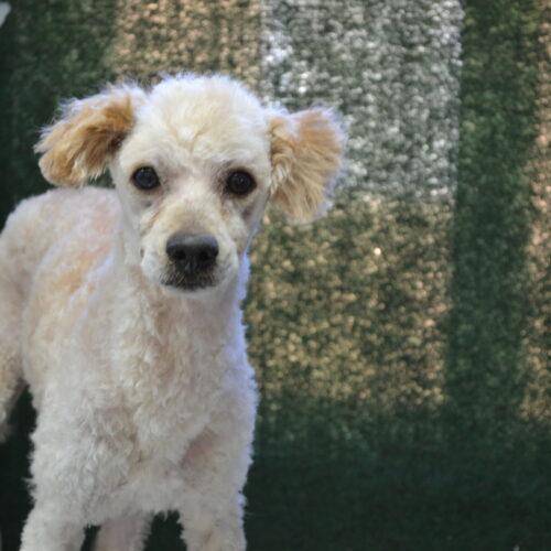 Enlarge Kyle, a Adoptable mixed breed in Jackson, LA image 2/2