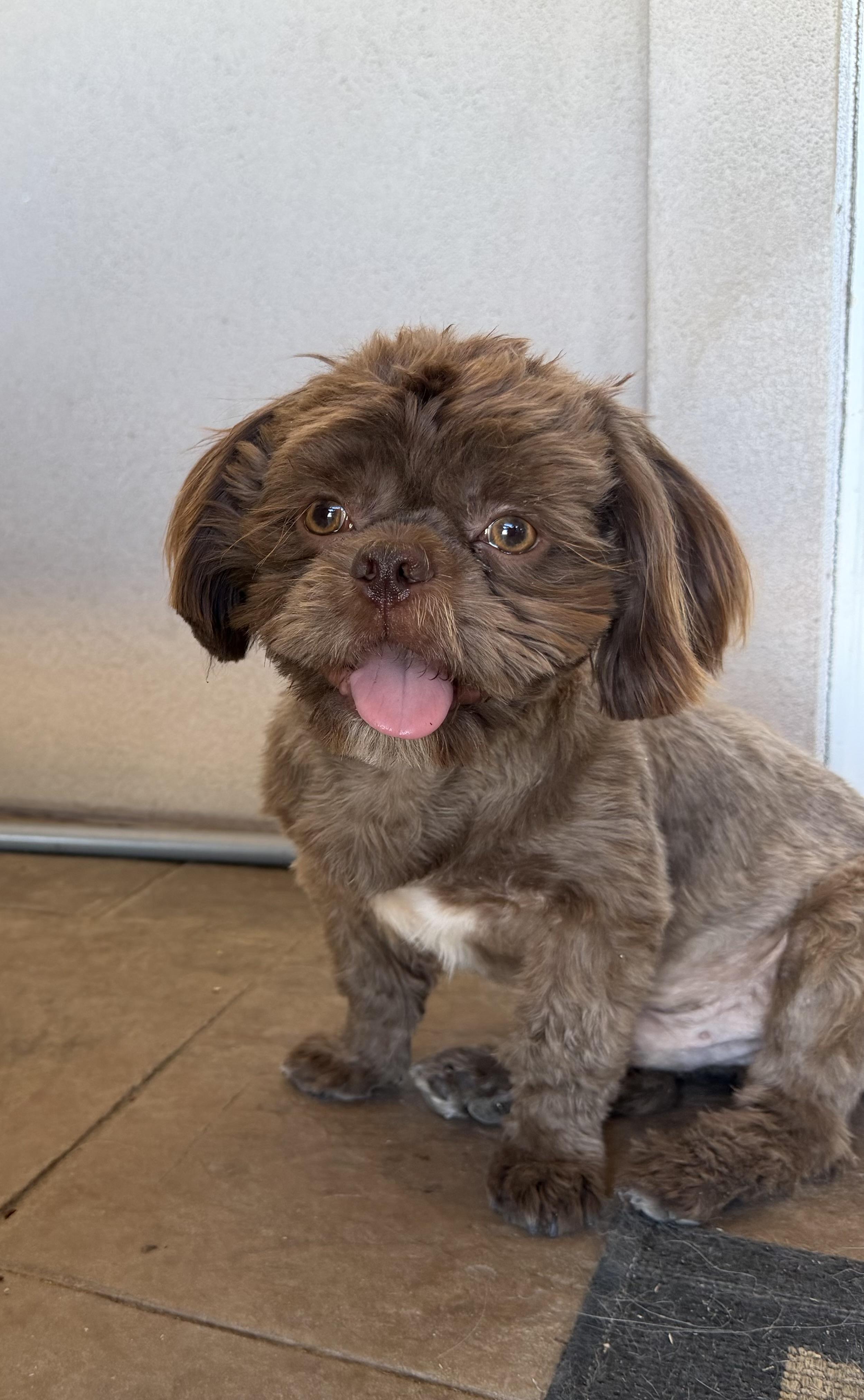 Rufus, a ADOPTABLE Shih Tzu in Bakersfield, CA image 6/6