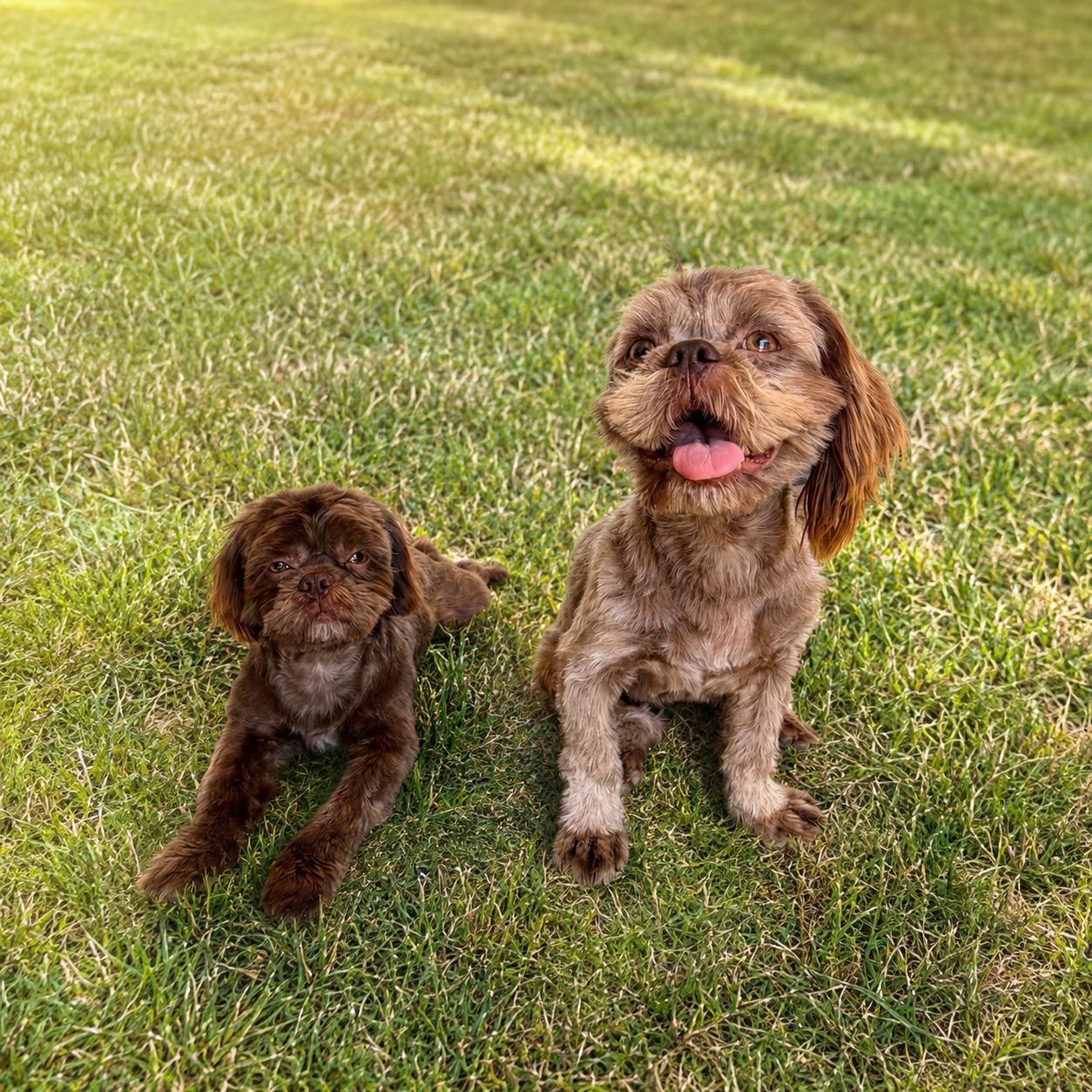 Rufus, a ADOPTABLE Shih Tzu in Bakersfield, CA image 4/6