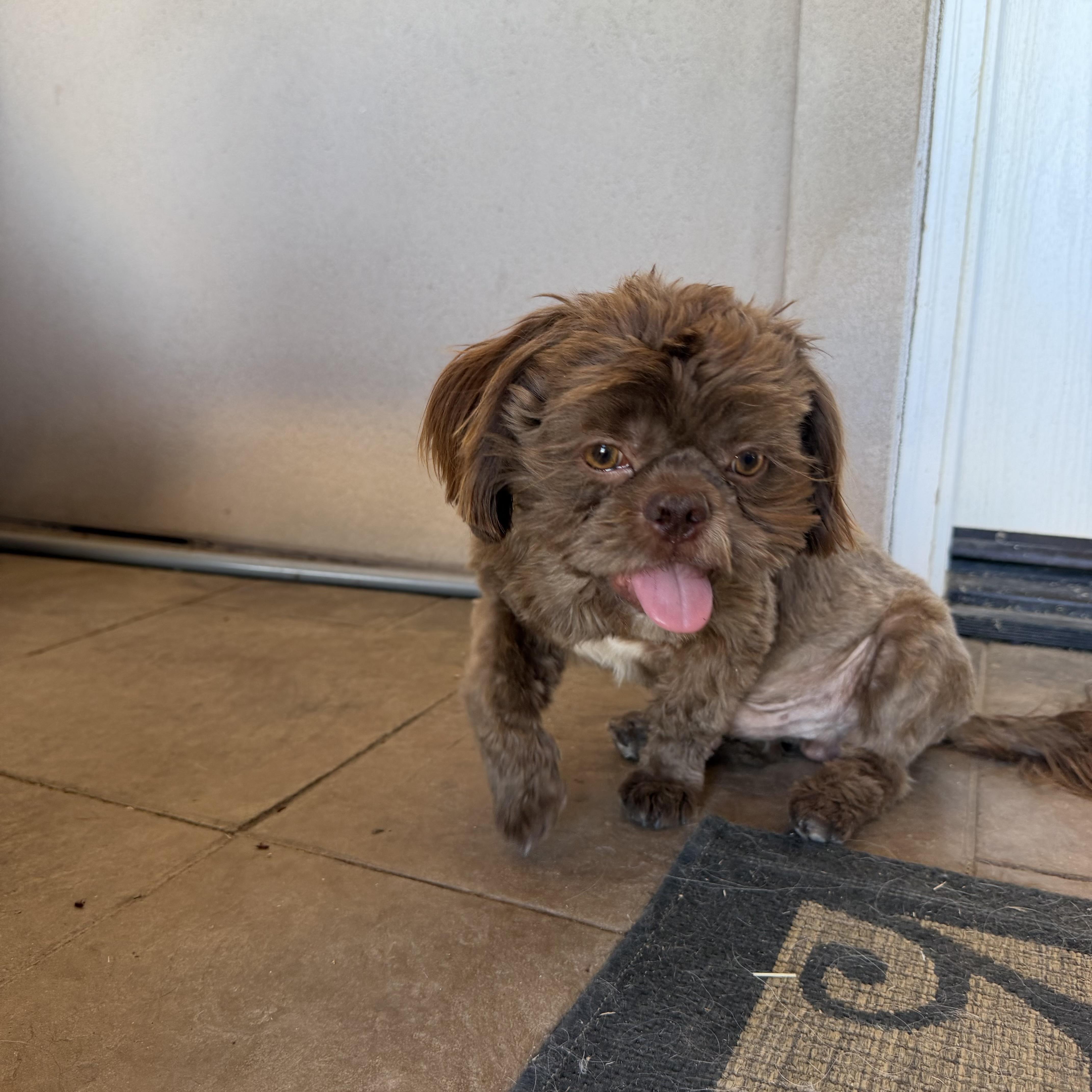 Rufus, a ADOPTABLE Shih Tzu in Bakersfield, CA image 3/6