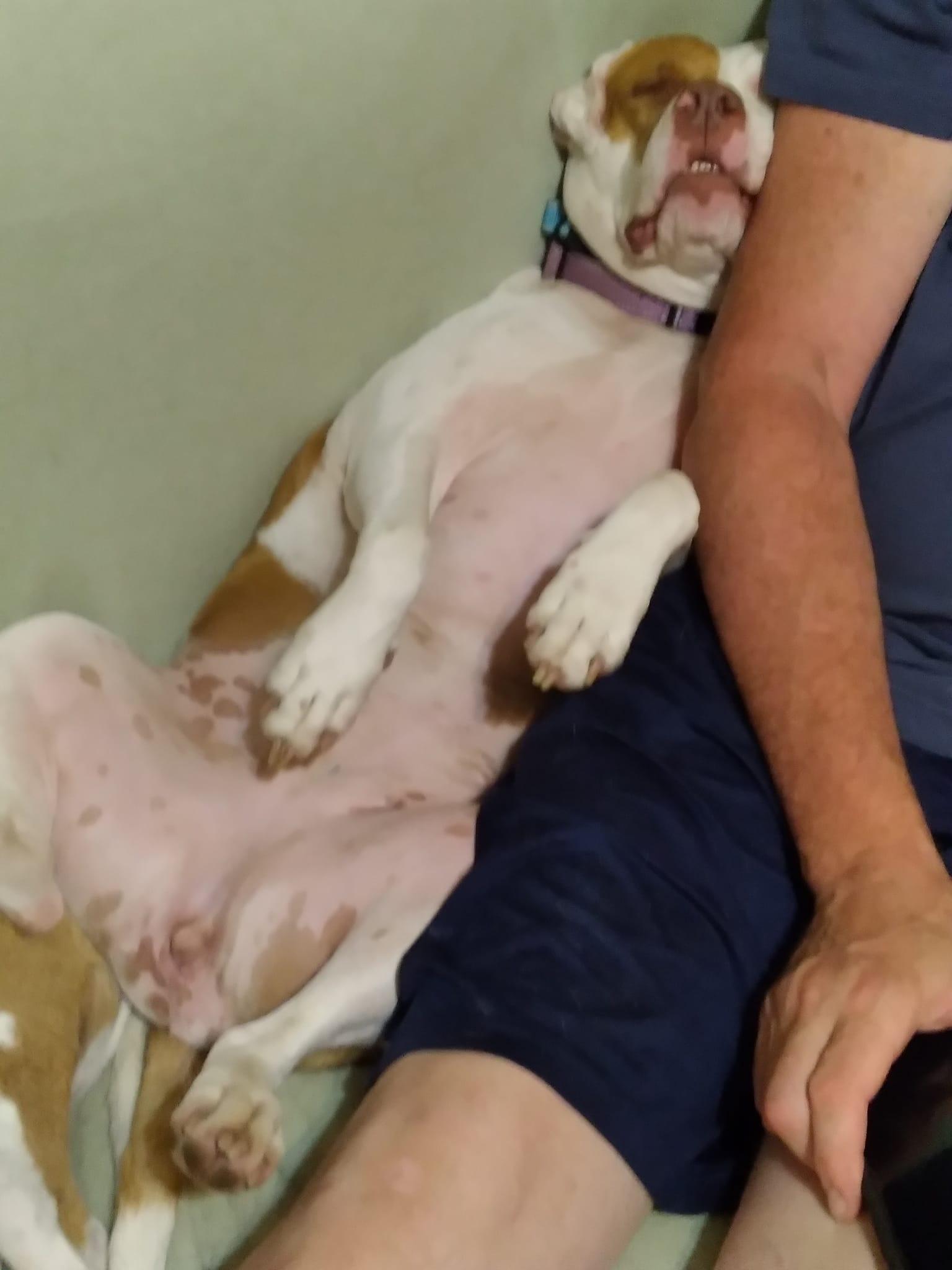 Rosie, Adoptable, Adult Female Pit Bull Terrier.