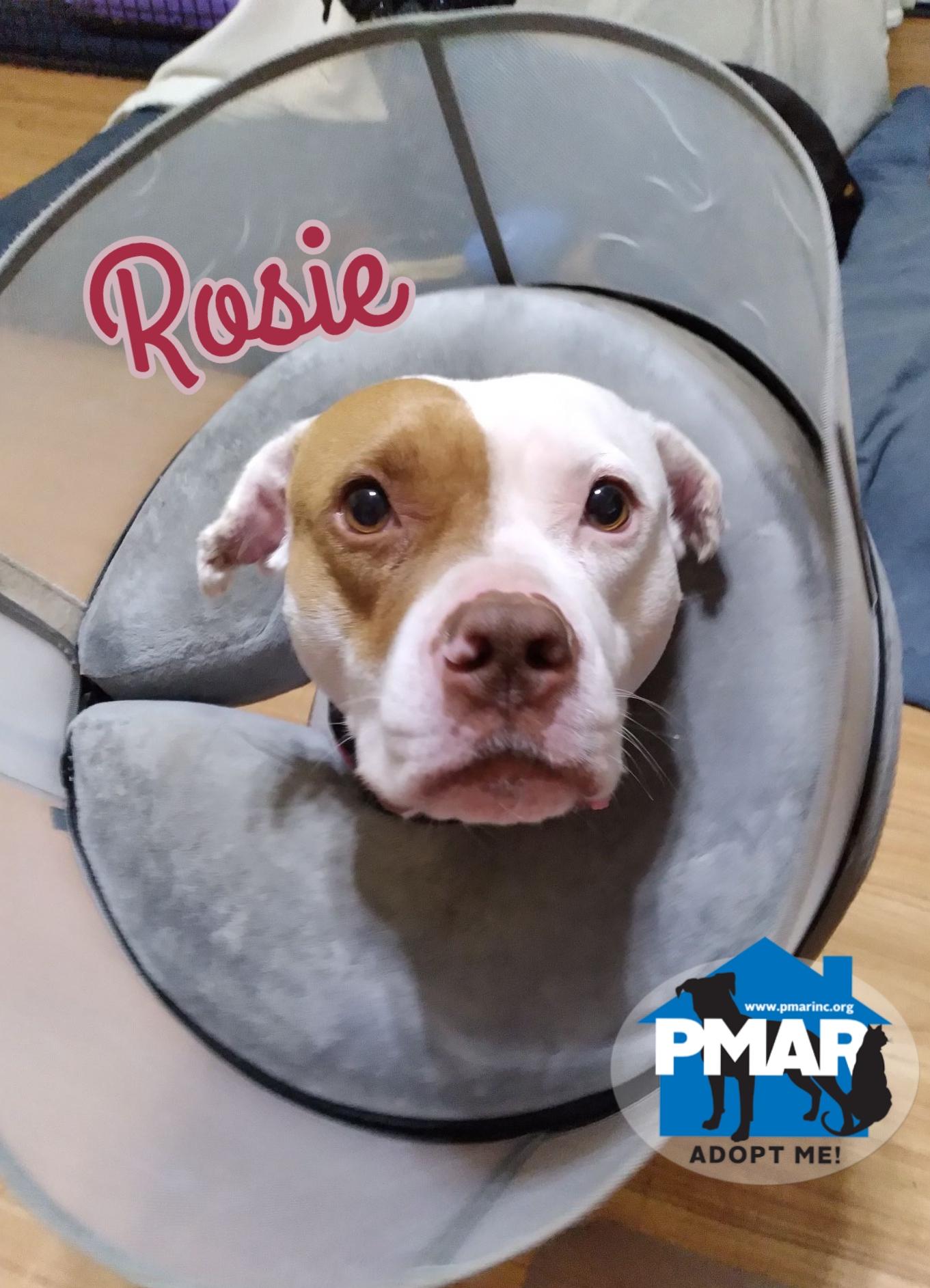 Rosie, an adoptable Pit Bull Terrier in Gardiner, ME, 04345 | Photo Image 1