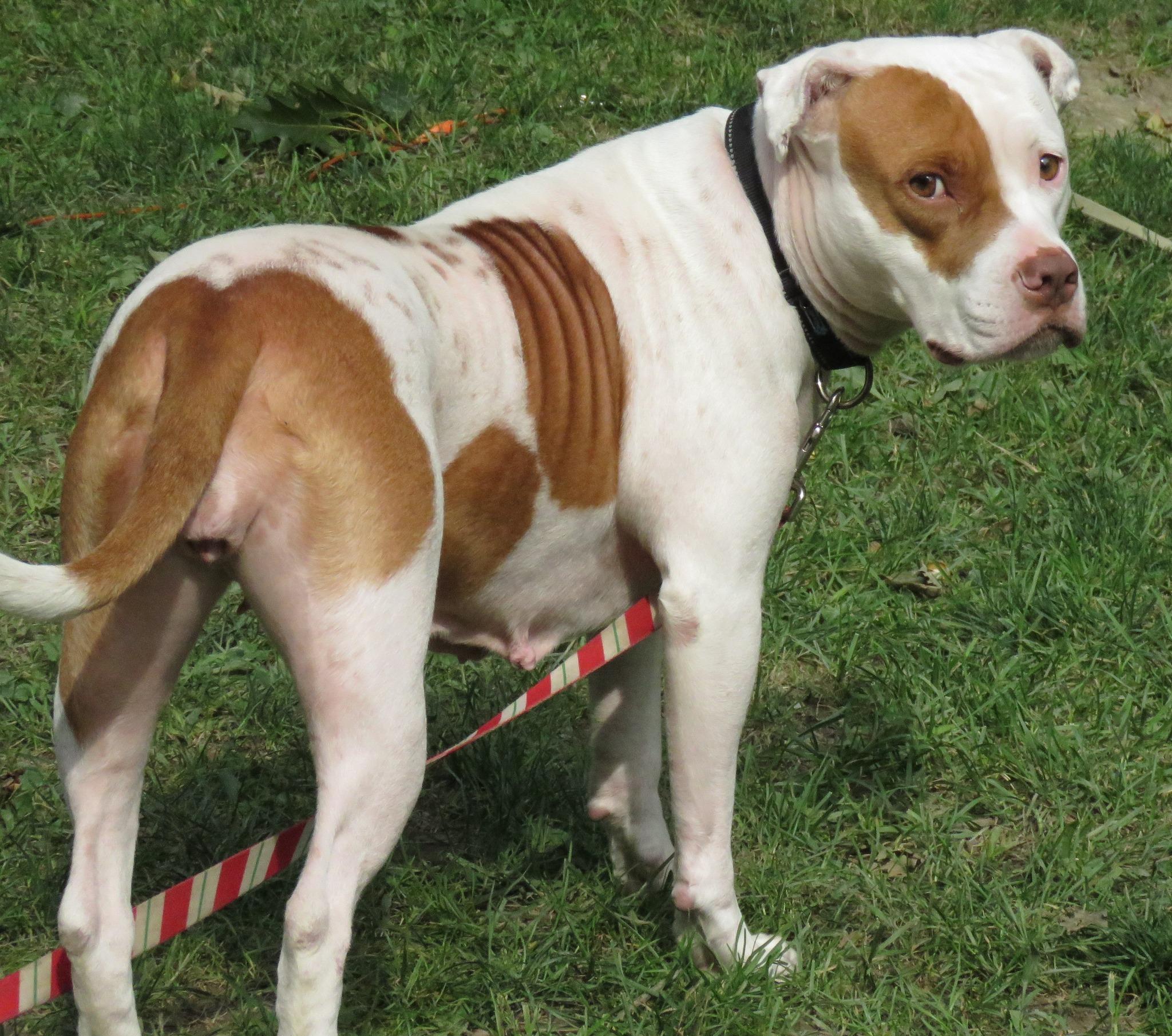 Rosie, an adoptable Pit Bull Terrier in Gardiner, ME, 04345 | Photo Image 9