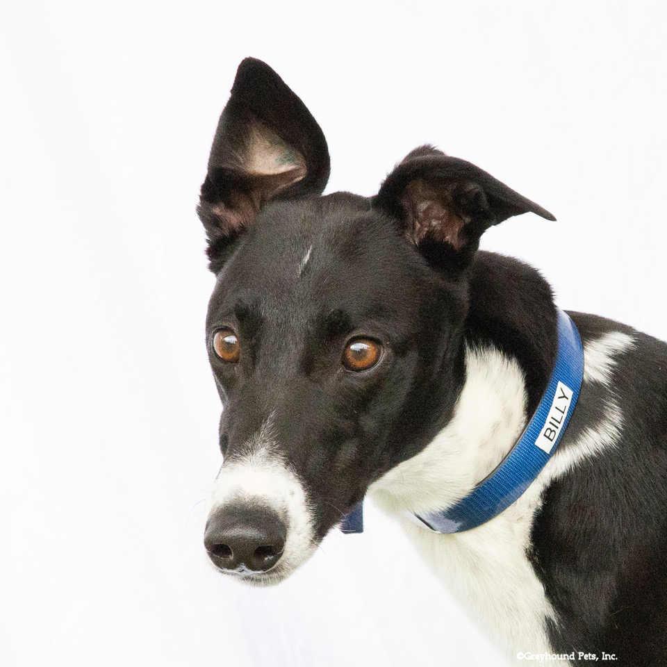 Enlarge Billy, a Adoptable Greyhound in Woodinville, WA image 1/2