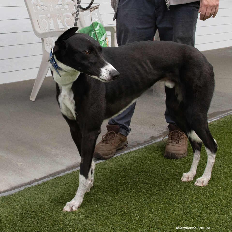 Enlarge Billy, a Adoptable Greyhound in Woodinville, WA image 2/2
