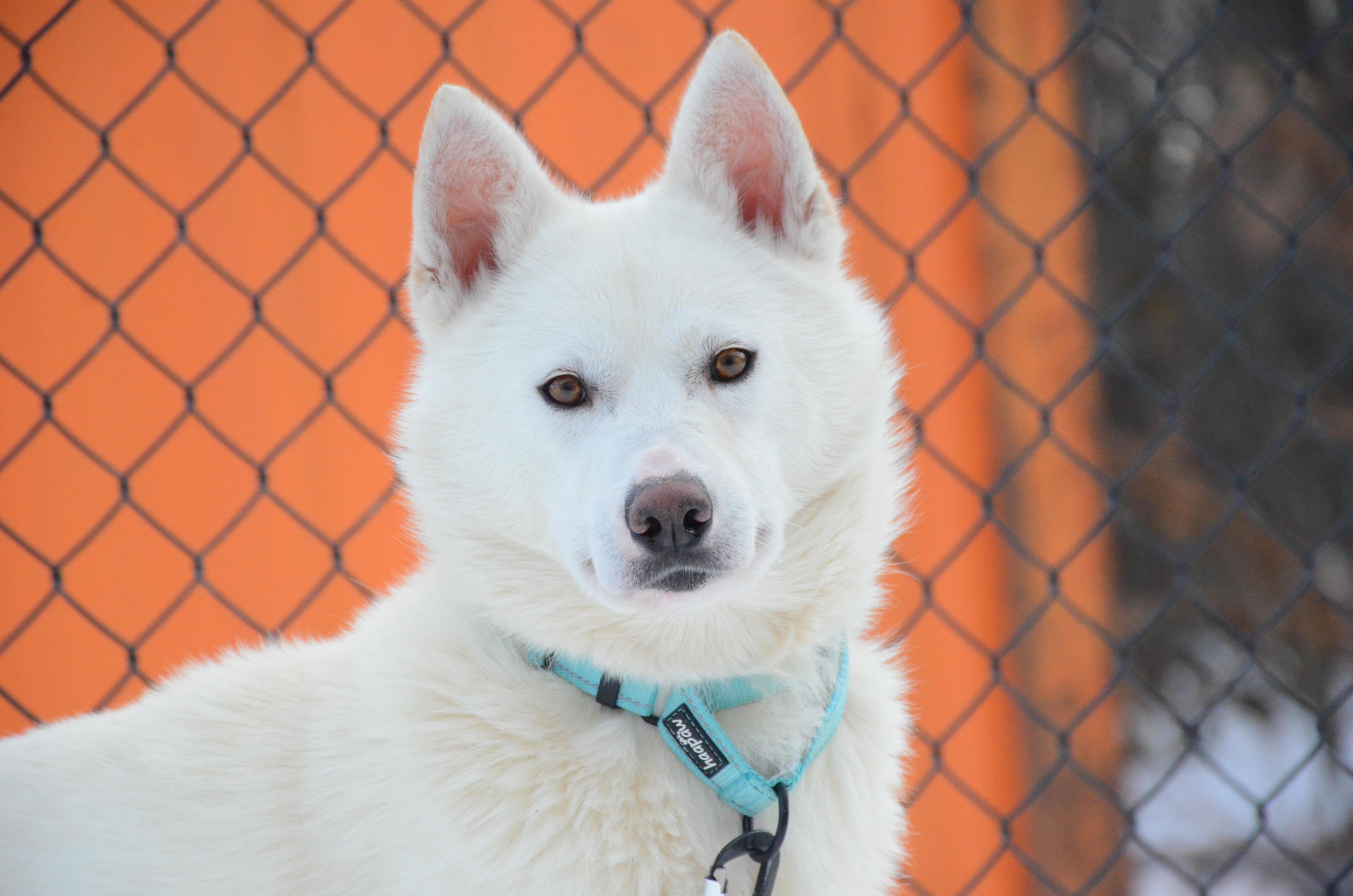 Enlarge Edison, a ADOPTABLE mixed breed in Montreal, QC image 1/4
