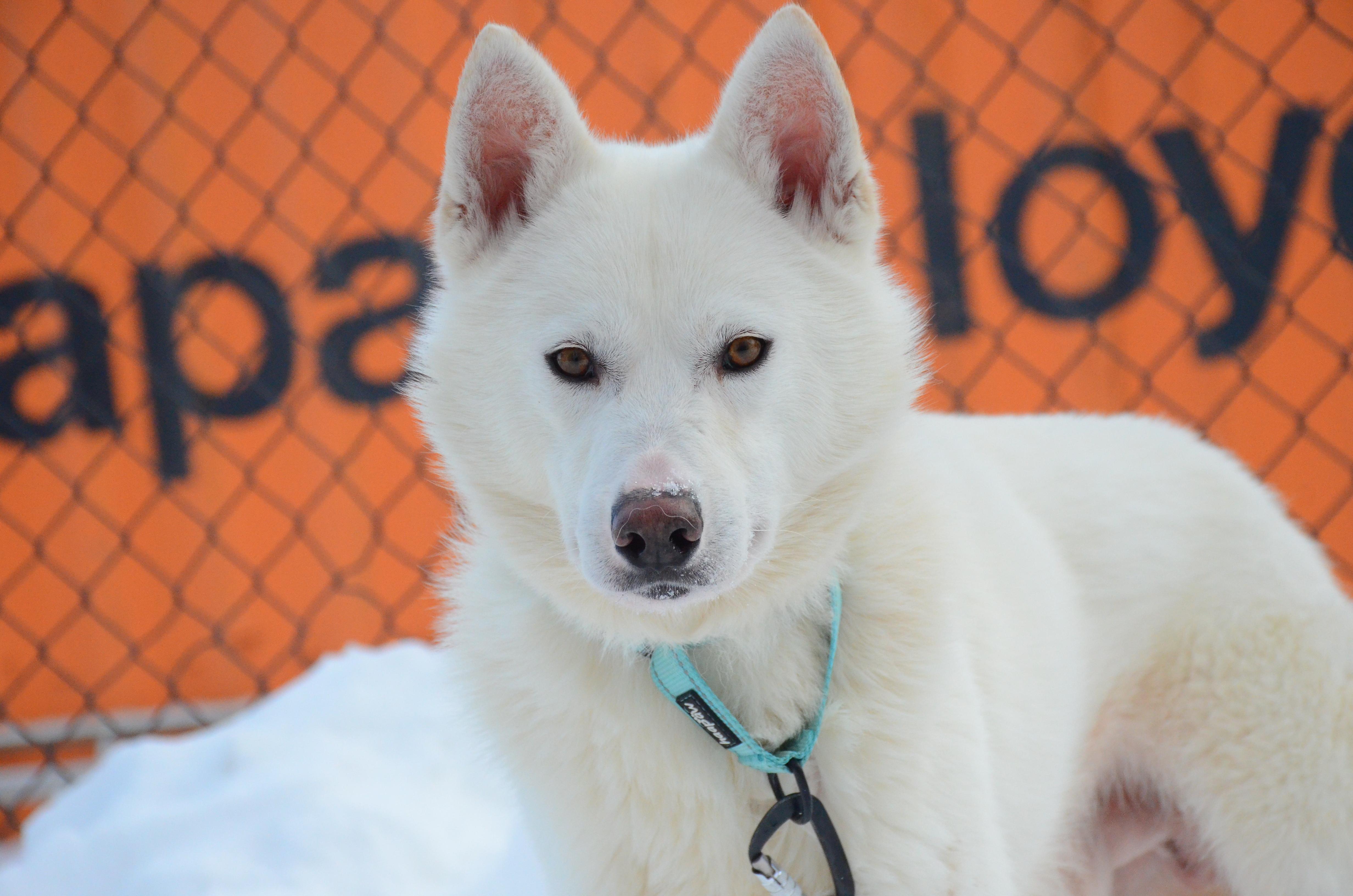 Enlarge Edison, a ADOPTABLE mixed breed in Montreal, QC image 2/4