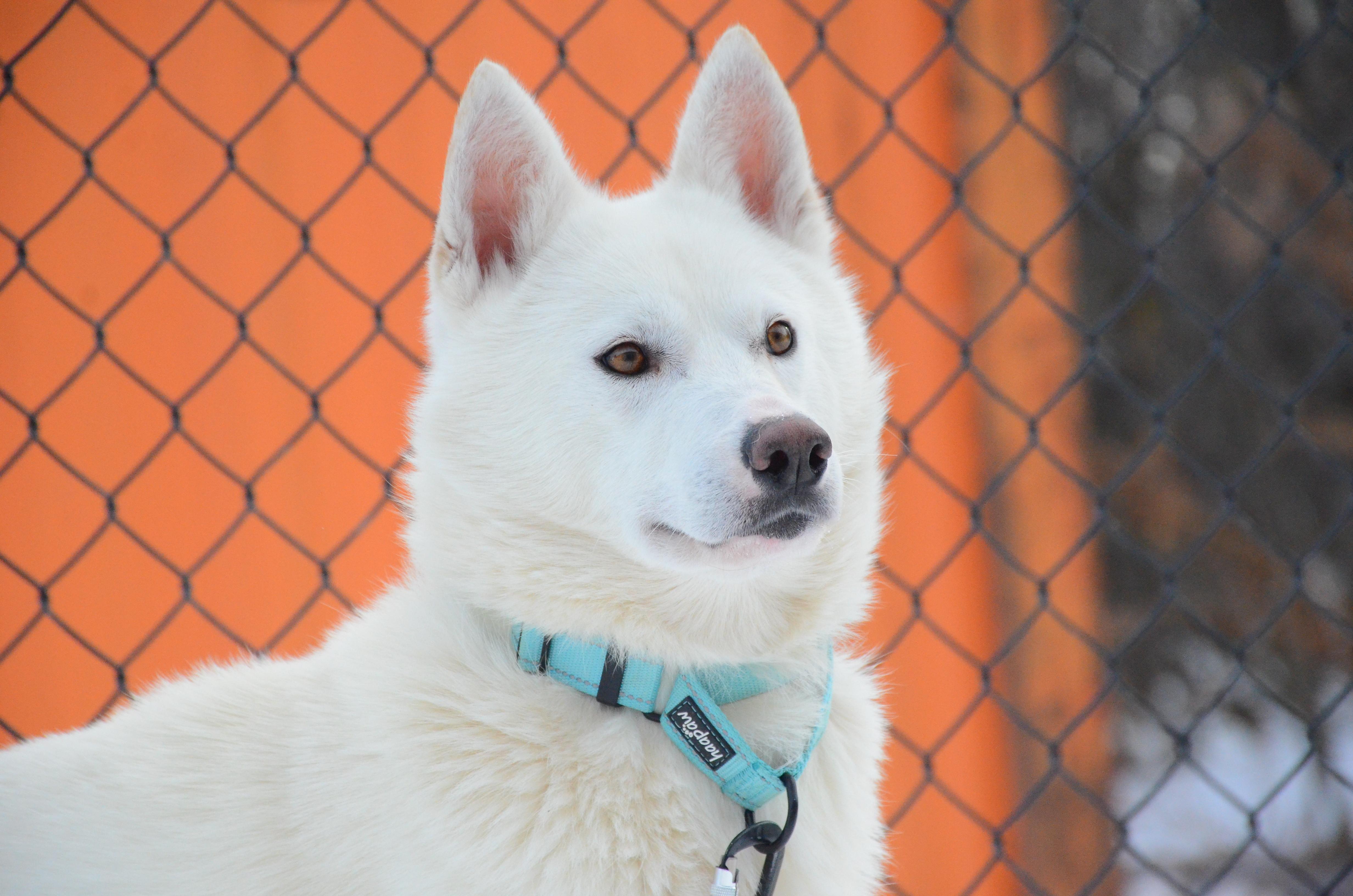 Enlarge Edison, a ADOPTABLE mixed breed in Montreal, QC image 3/4