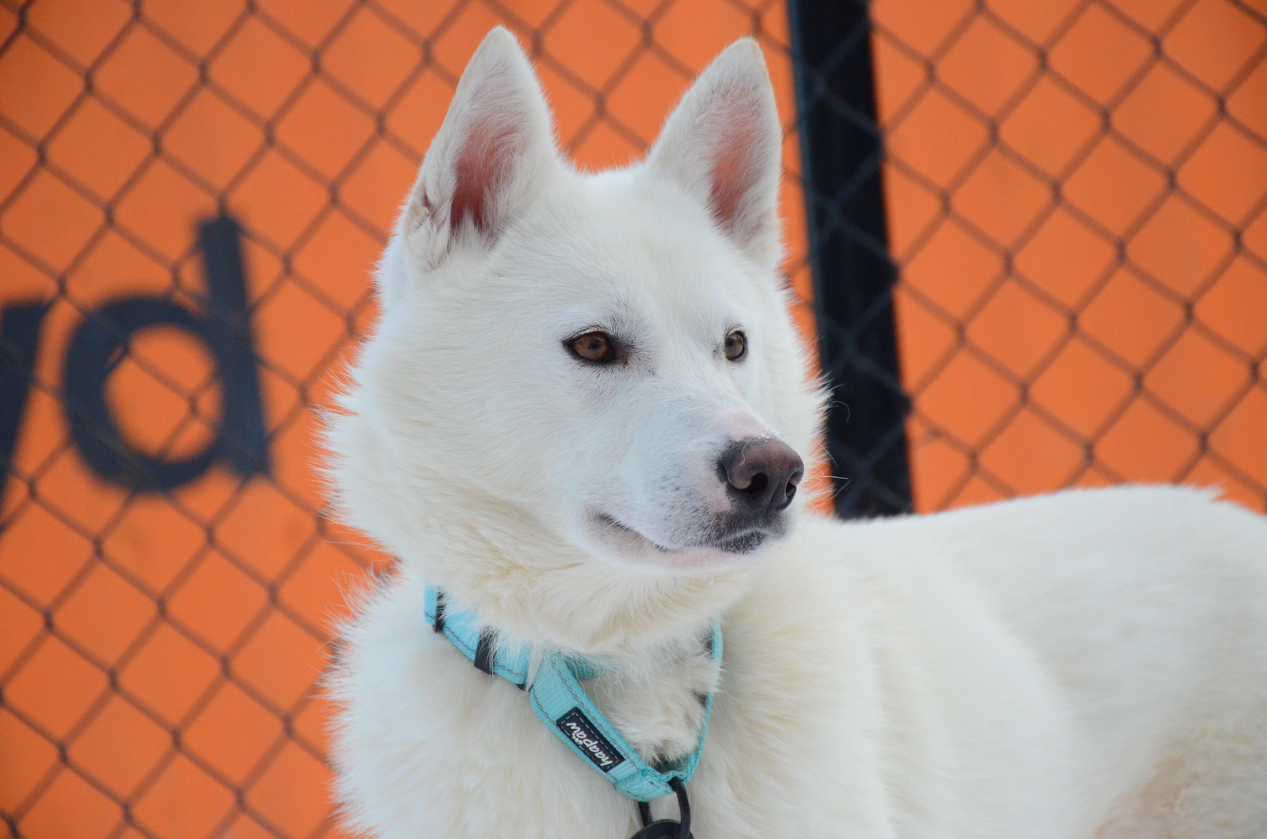 Enlarge Edison, a ADOPTABLE mixed breed in Montreal, QC image 4/4