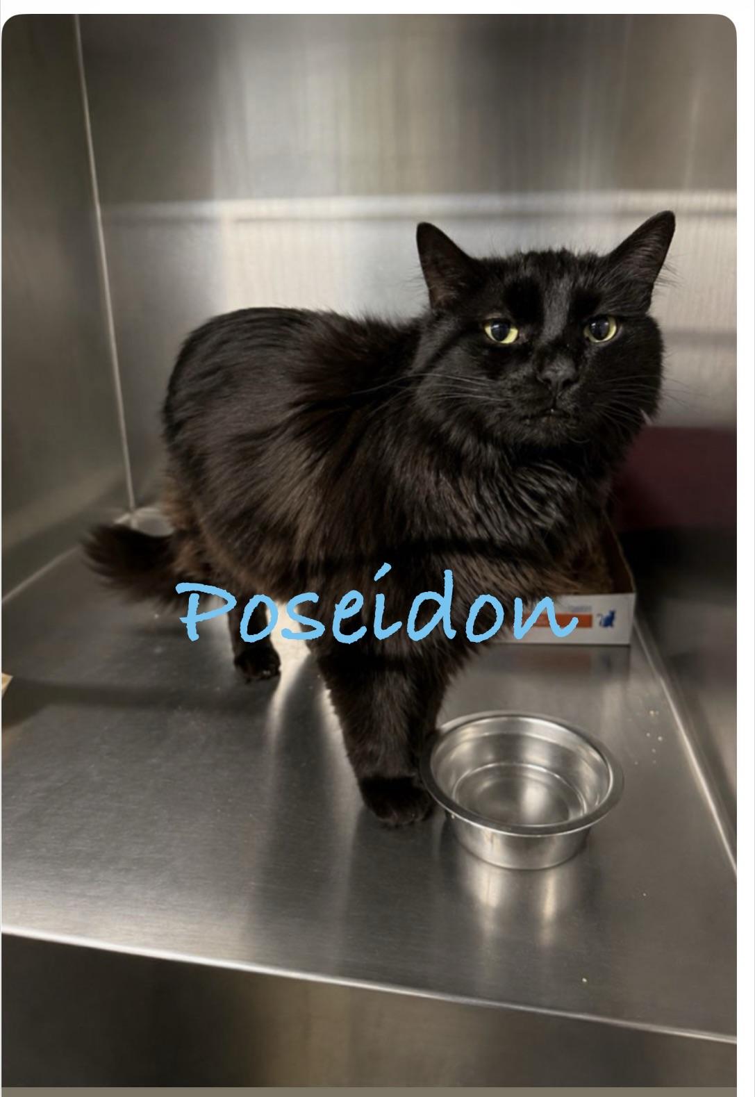 Poseidon, Adoptable, Senior Male Domestic Long Hair.