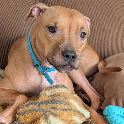 Enlarge Nala ( Courtesy Post), an adopted mixed breed in Buffalo, NY image 1/5