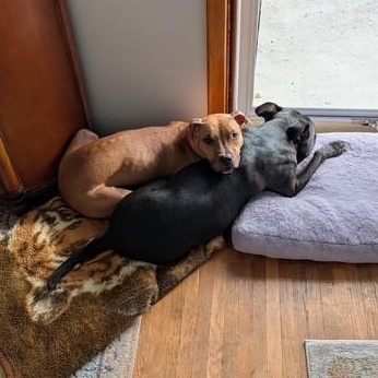 Enlarge Nala ( Courtesy Post), an adopted mixed breed in Buffalo, NY image 5/5