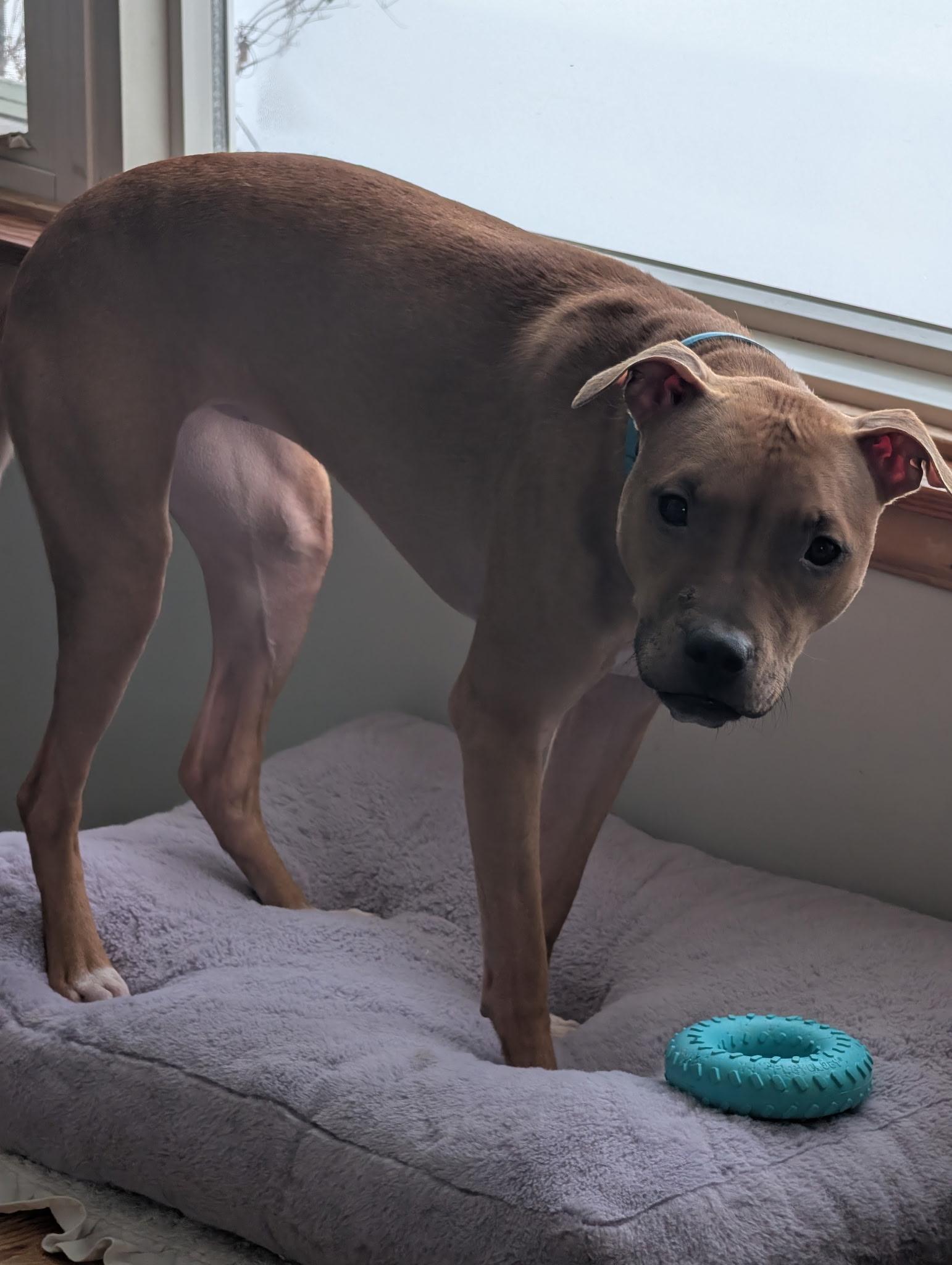 Enlarge Nala ( Courtesy Post), an adopted mixed breed in Buffalo, NY image 2/5