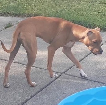 Enlarge Nala ( Courtesy Post), an adopted mixed breed in Buffalo, NY image 3/5