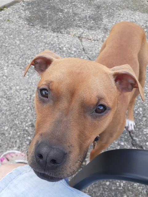 Enlarge Nala ( Courtesy Post), an adopted mixed breed in Buffalo, NY image 4/5