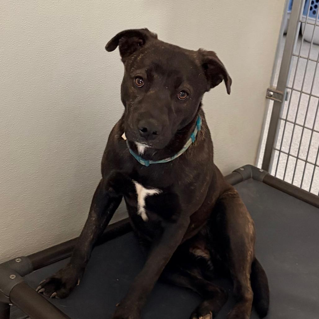 Maizee, Adoptable, Young Female Mixed Breed.