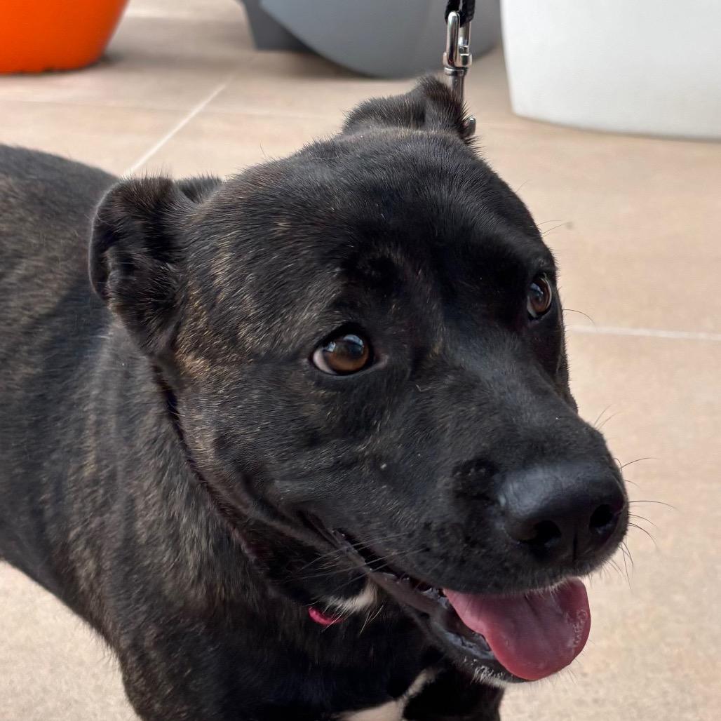 Enlarge Maizee, a Adoptable Mixed Breed in Pineville, MO image 2/6