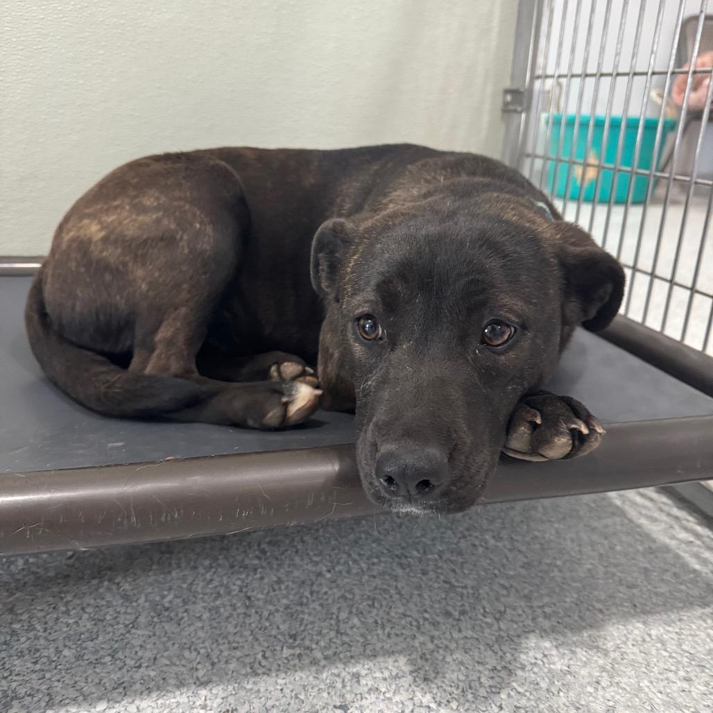 Enlarge Maizee, a Adoptable Mixed Breed in Pineville, MO image 4/4