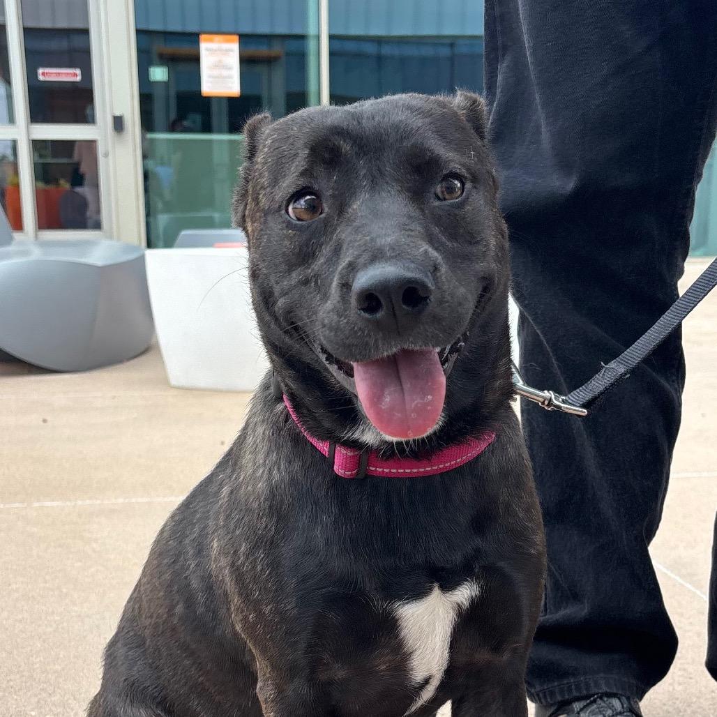 Enlarge Maizee, a Adoptable Mixed Breed in Pineville, MO image 5/6