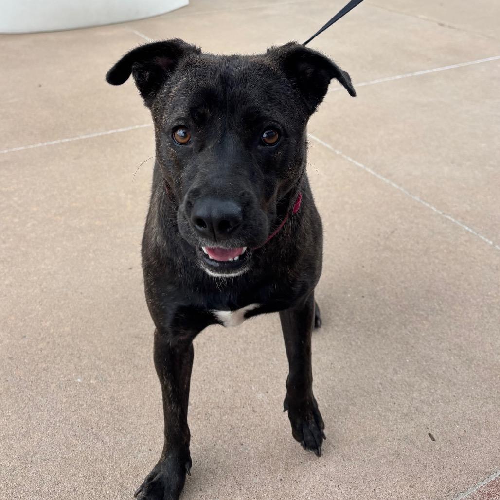 Enlarge Maizee, a Adoptable Mixed Breed in Pineville, MO image 6/6