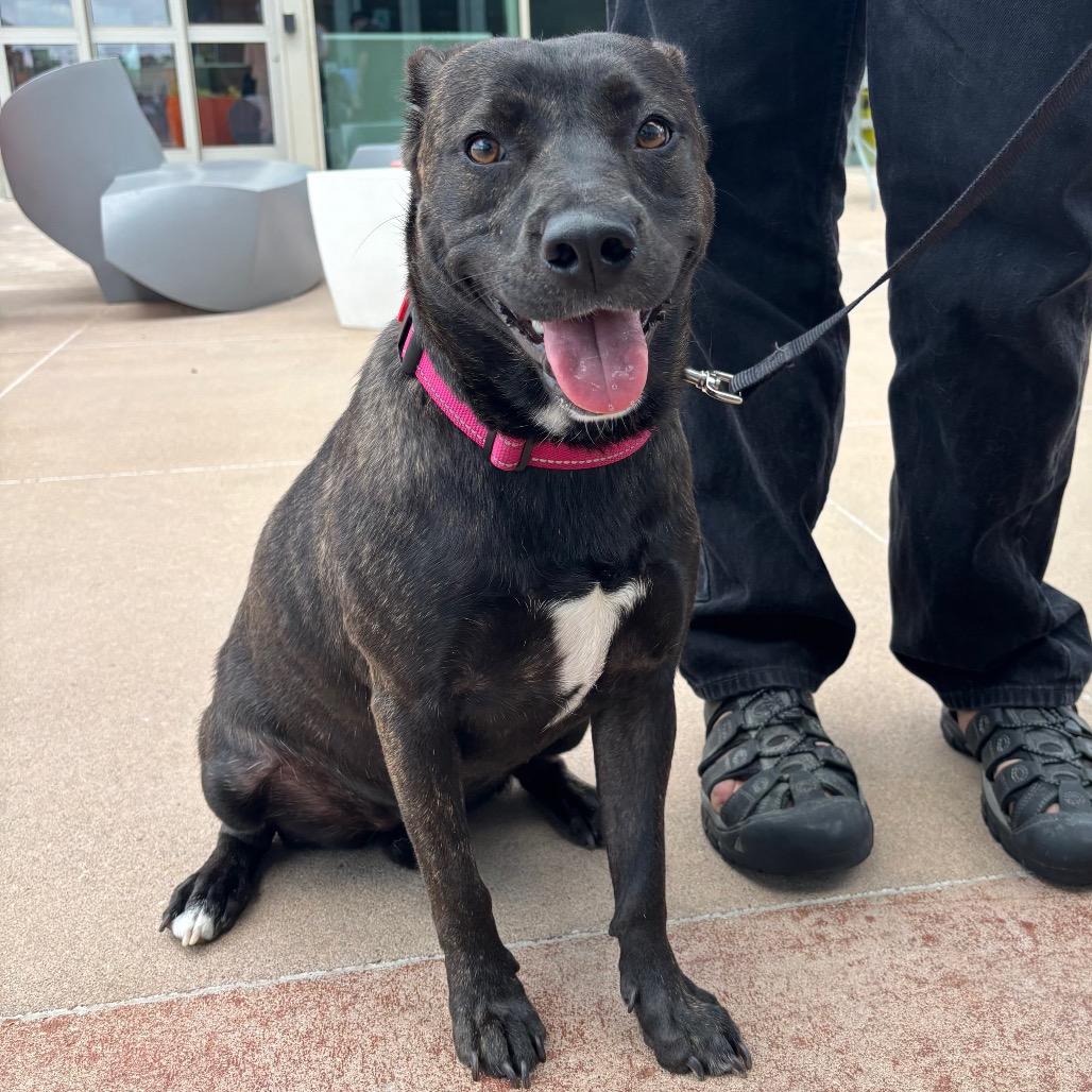 Enlarge Maizee, a Adoptable Mixed Breed in Pineville, MO image 6/6