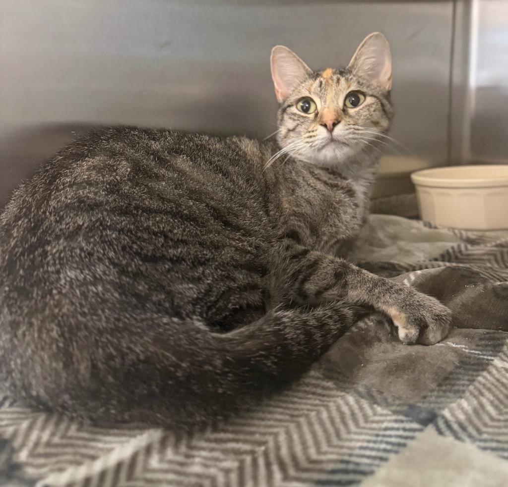 Jaylsa, ADOPTABLE, Kitten Female Domestic Short Hair.