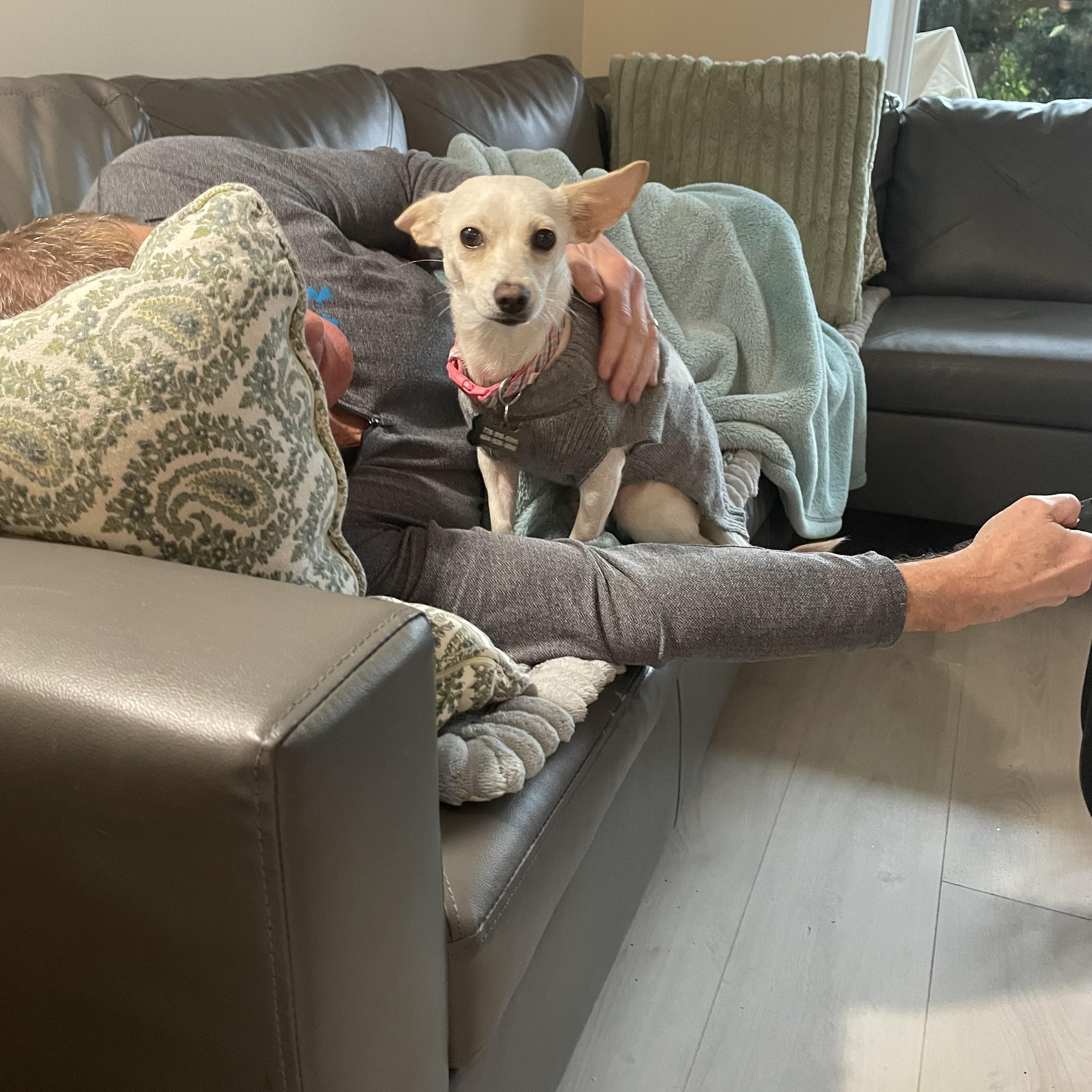 Enlarge Aurora, a Adoptable mixed breed in North Vancouver, BC image 2/6