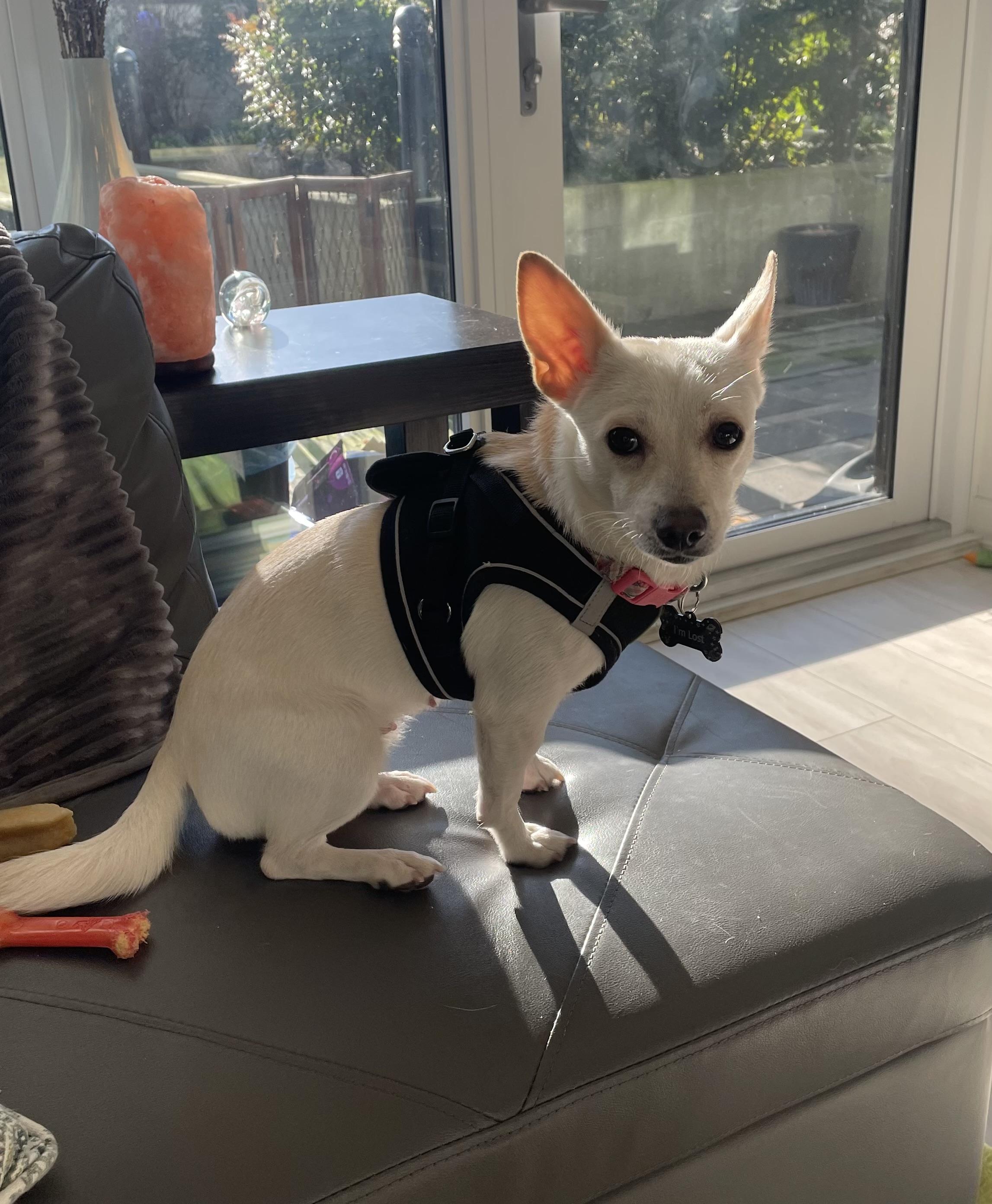 Aurora, Adoptable, Adult Female Terrier & Chihuahua.