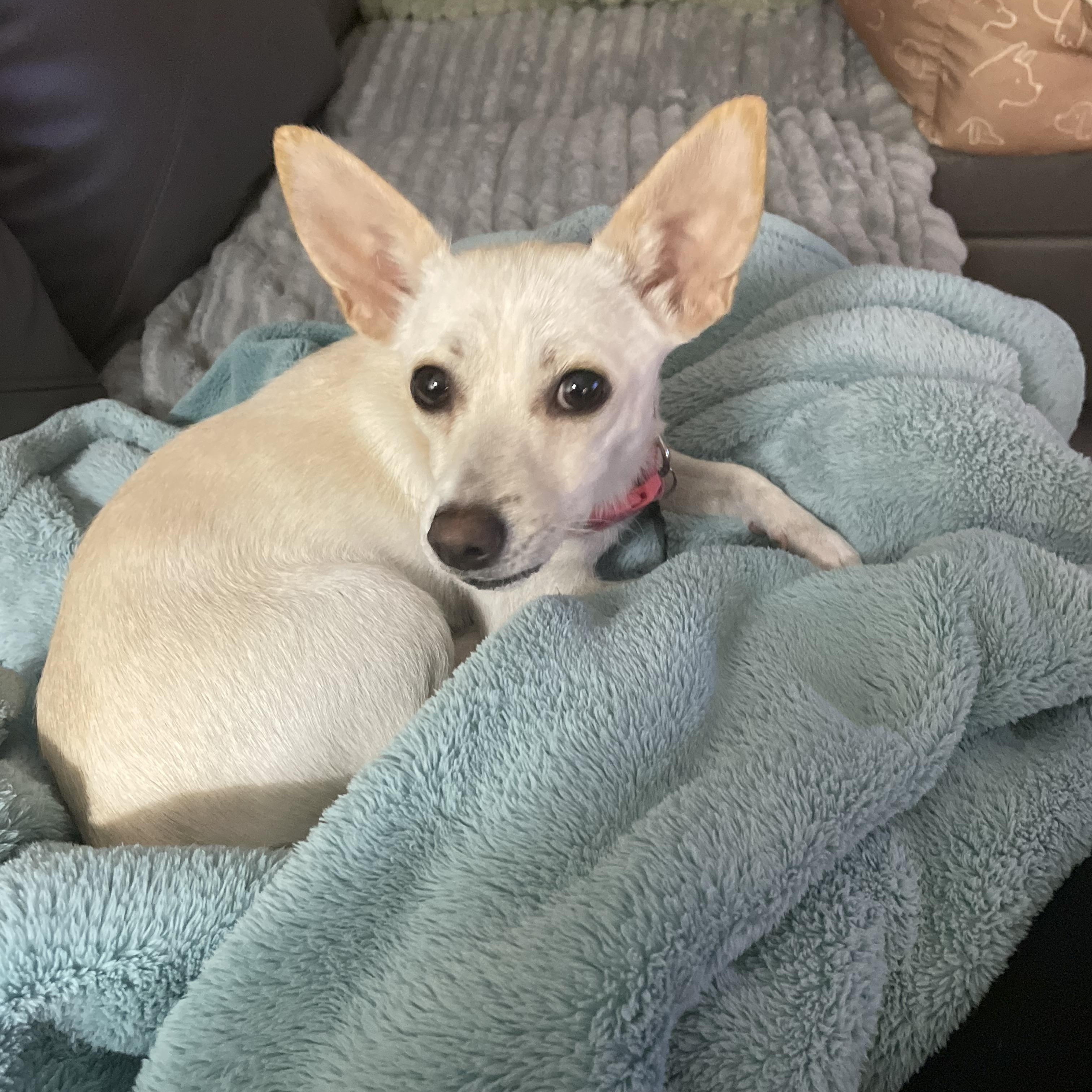 Enlarge Aurora, a Adoptable mixed breed in North Vancouver, BC image 4/6